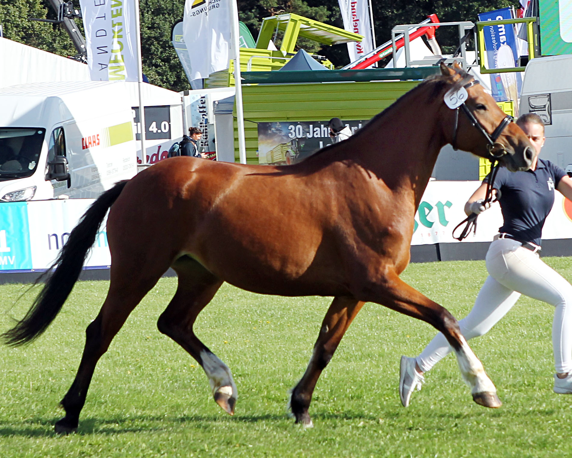 Freiberger (Kat.Nr. 56), Jarle v. Natural x Hendrix (Z.u.A.: Klevesahl, Anja).