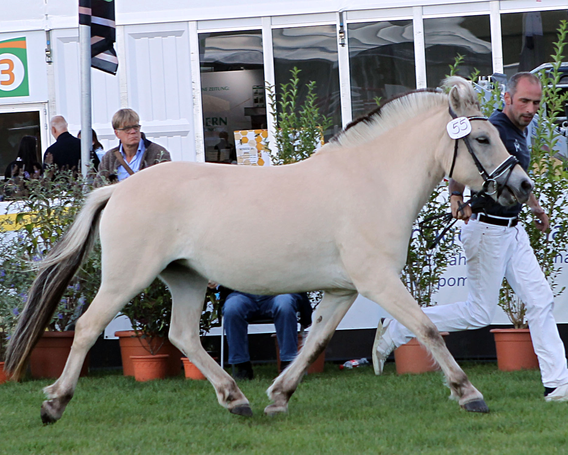 Fjordpferd Miss Mela Spezialrassen (Kat.Nr. 55) Merida v. Solfin Skova x Drafur, (Z.: Voß, Reinhard, A.: Hübner, Juliane).