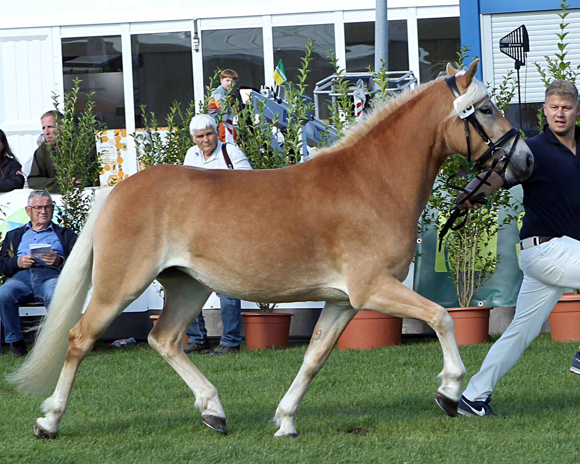 Haflinger Rassesiegerin (Kat.Nr. 48) Velina v. Arkino x Auretanius (Z.: Neururer, Bernhard, A.: Seyr, Heinz).