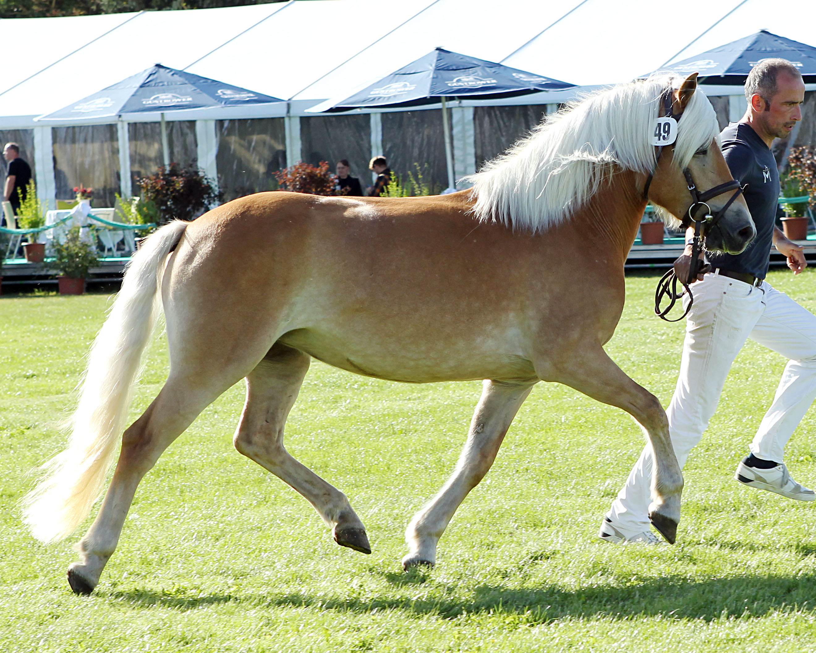 Haflinger Reservesiegerin (Kat.Nr. 49) Weltsternchen von der Waldoase v. Weltheym x Altan (Z.u.A.: Bickmann, Reinhard & Erika).