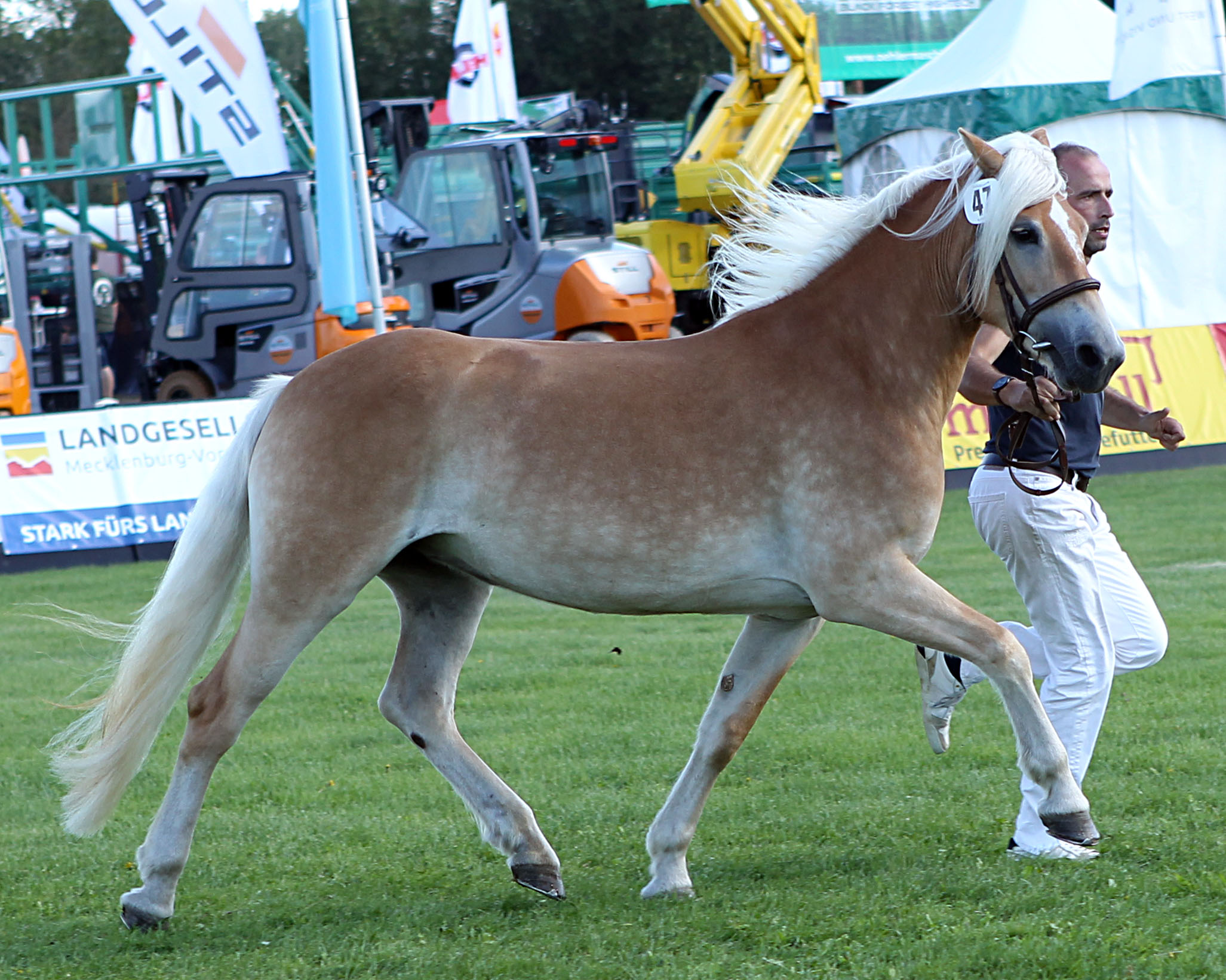 Haflinger Rang 3 (Kat.Nr. 47) Ulla v. liz.281/T Almquell x Winterstern (Z.u.A.: Haflingerzucht Erhard Fenske).
