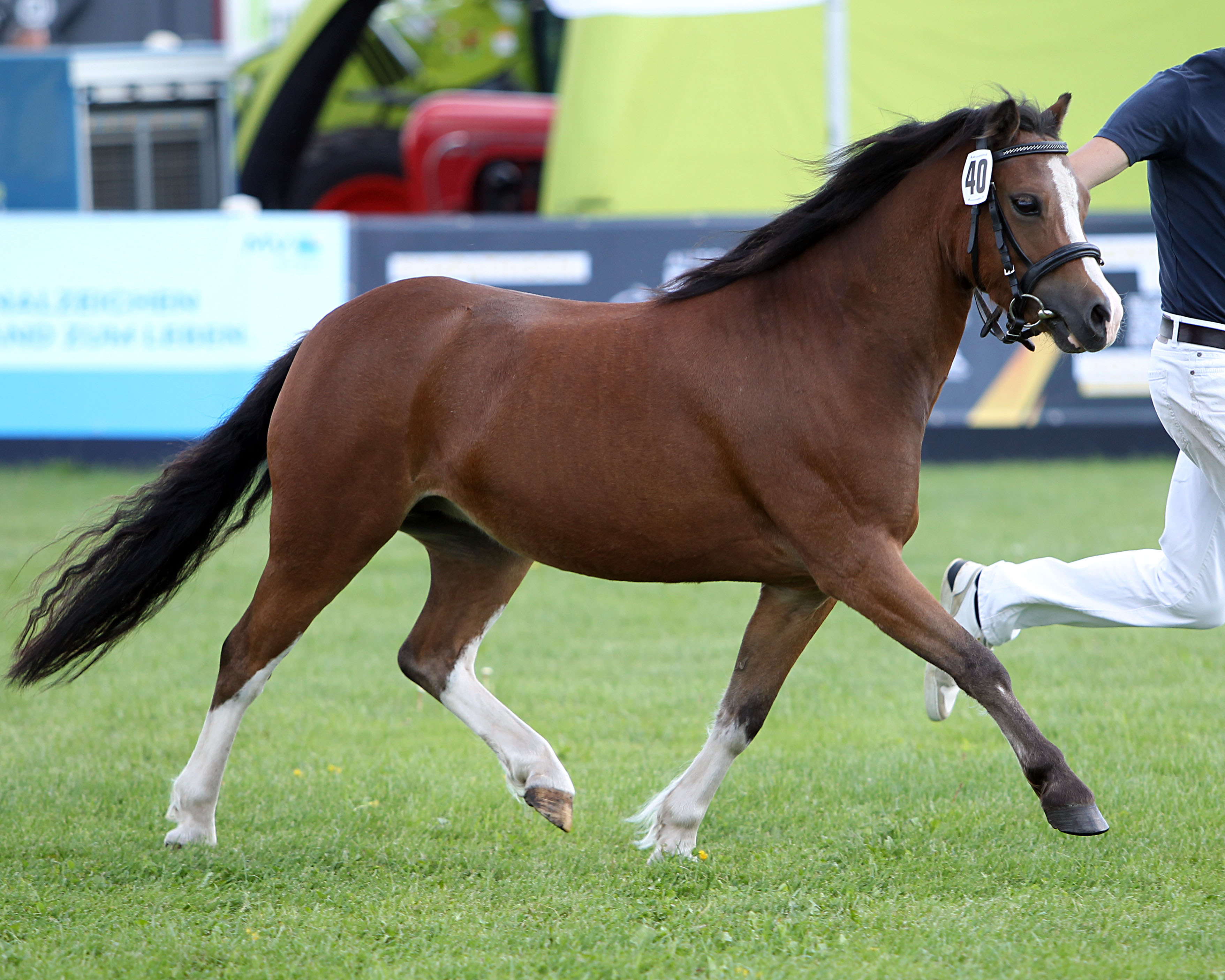 Welsh Mountainpony Rassesiegerin (Kat.Nr. 40) Schneeflocke v. Ysselvliedt's Nightrider x Springfire's Orophino (Z.u.A.: Nordmeyer, Karsten).