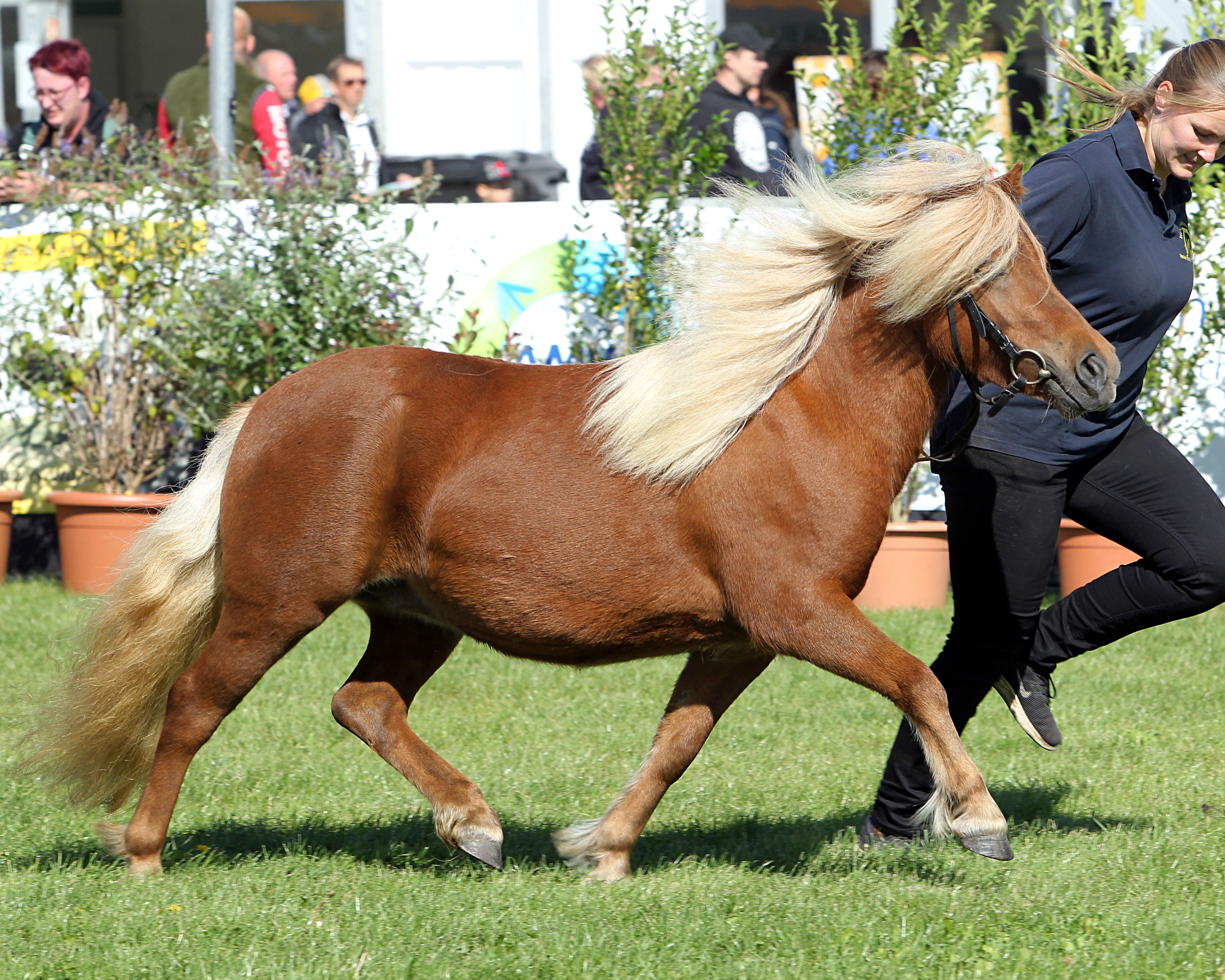 Shetlandpony Miss MeLa 2024 (Kat.Nr. 15) Goldi von Ail-Gwen v. Gwendo v. Stal Chanille x Alquin v.'t Heut (Z.u.A.: Hanebeck, Drs. Wilhelm & Laura).