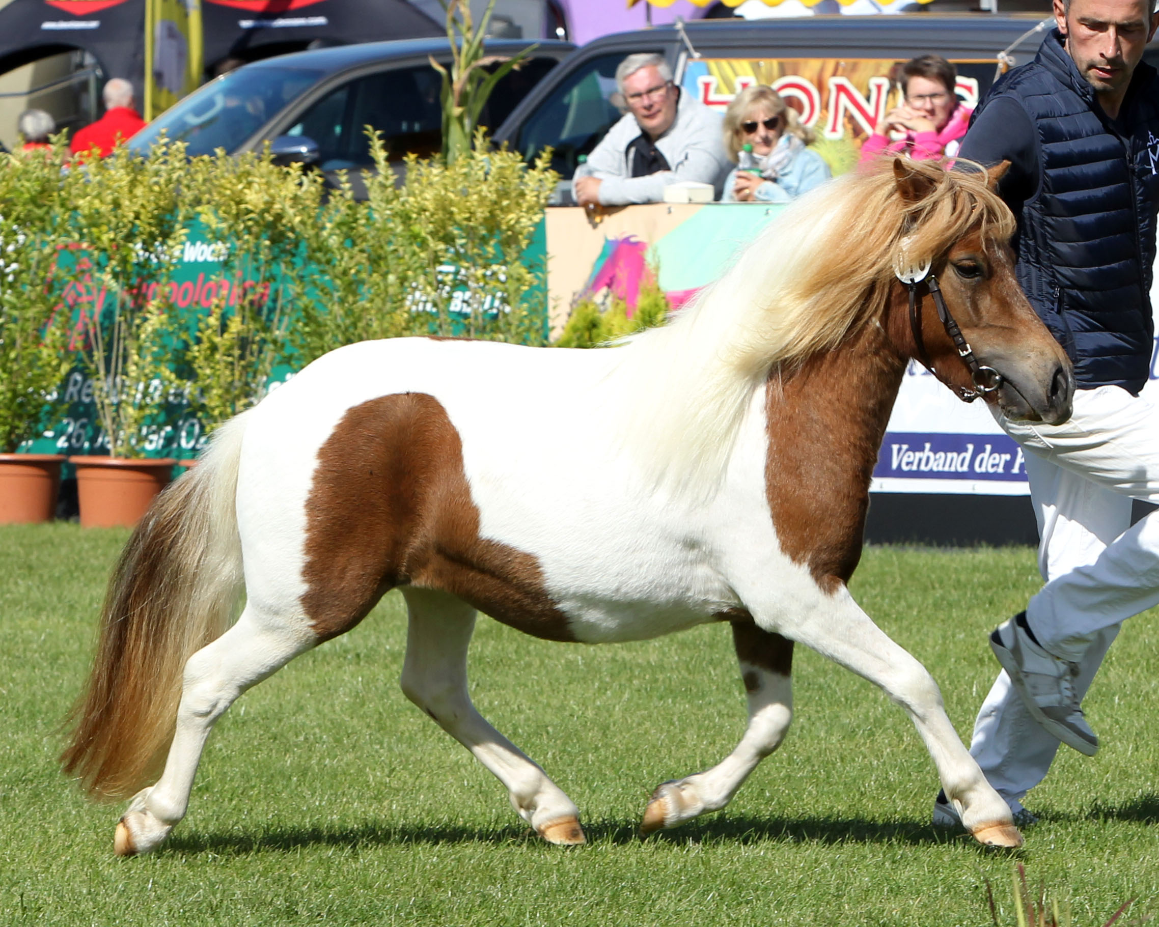 Shetlandpony 1. Reservesiegerin (Kat.Nr. 18) Diamonds Eria v. Example v. Stal Polderzicht x Ambitie van de Zandkamp (Z.u.A.: Körner, Christina).