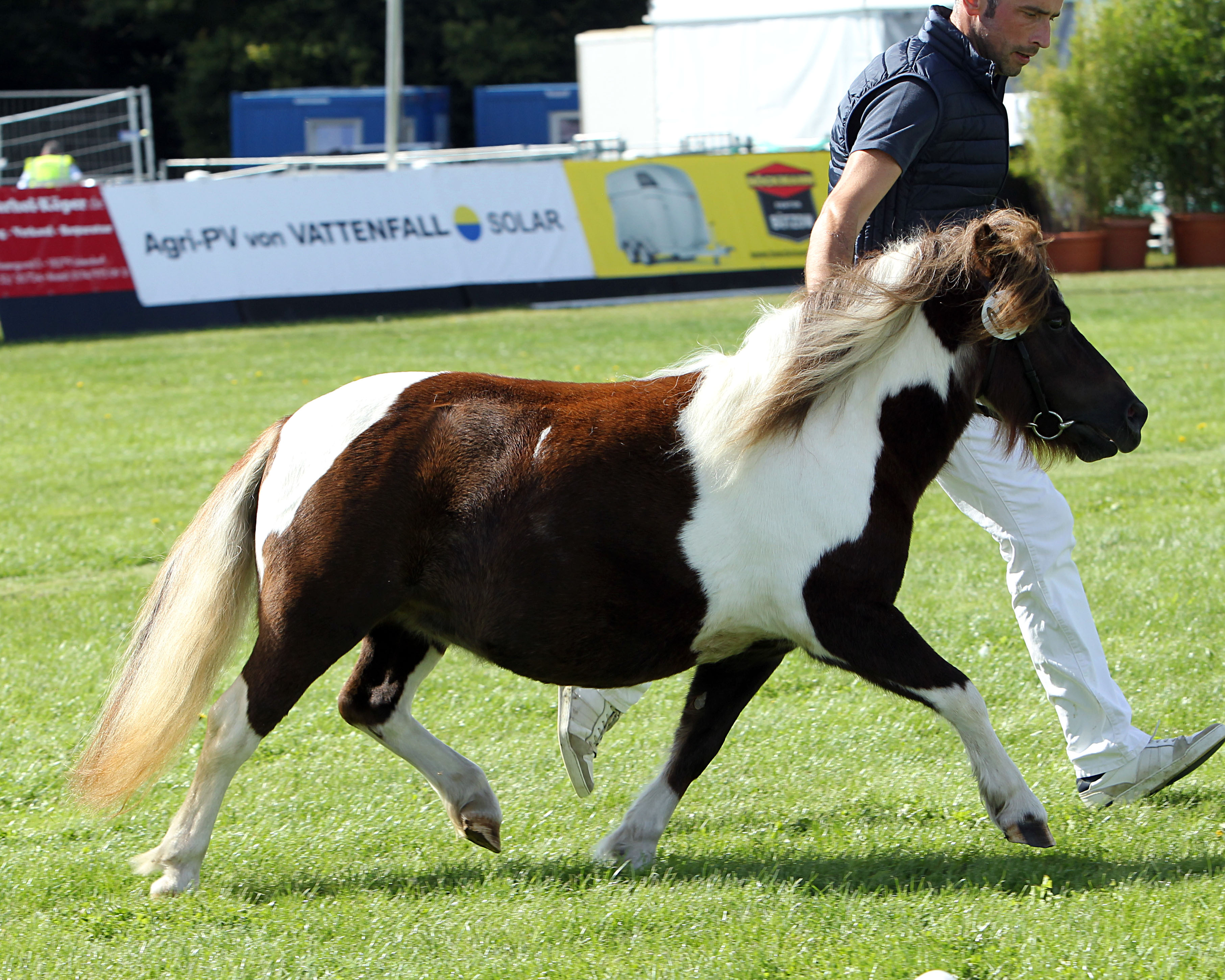 Shetlandpony 2. Reservesiegerin (Kat.Nr. 25) Wolke vom Moritzhof v. Kölnäs Wiktor x Example v. Stal Polderzicht Z.u.A.: Burmeister, Mareen).