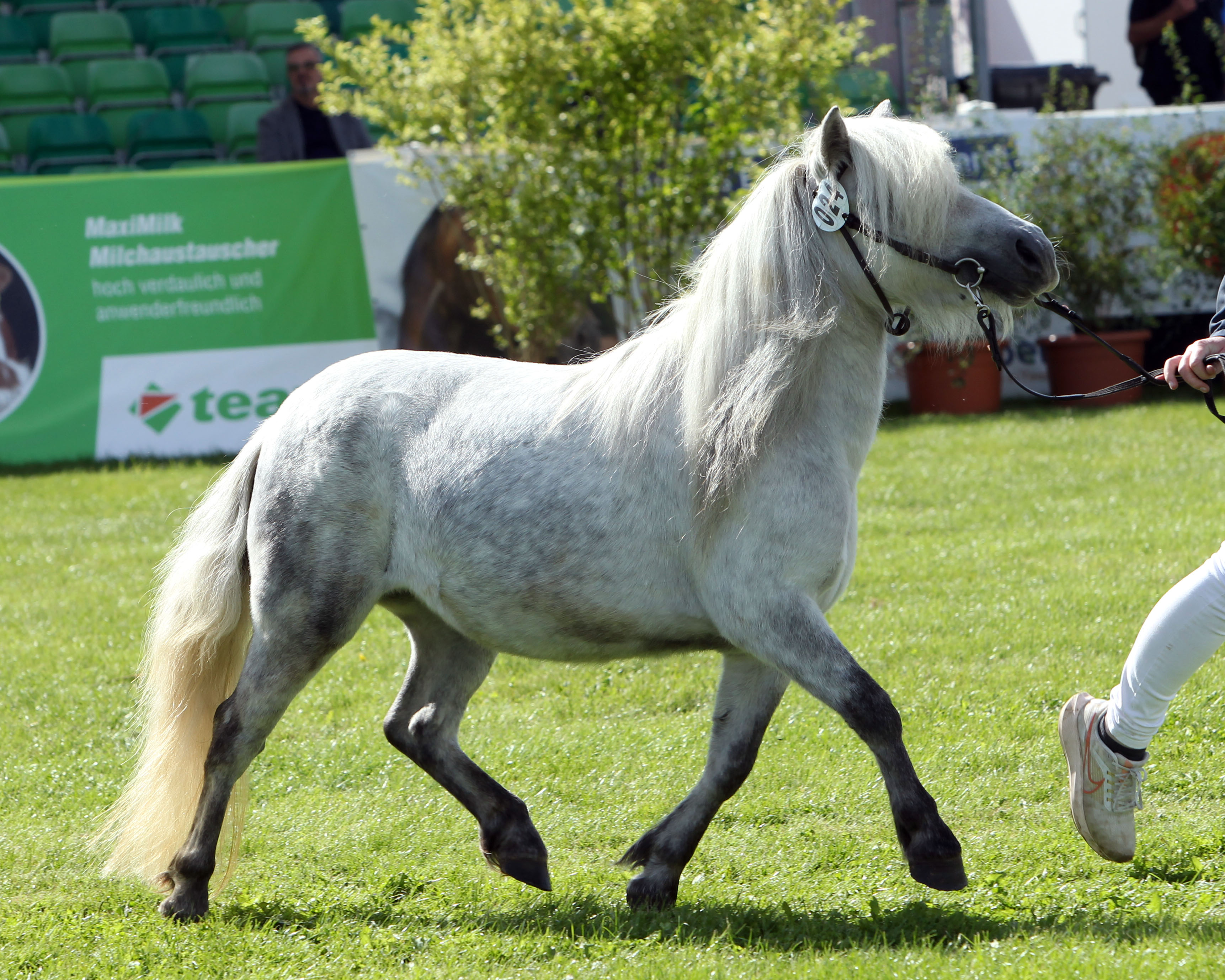 Shetlandpony Rang 4 (Kat.Nr. 24) Nehle von der Waldesruh v. Schneltens Natiello x Lloyd van Stal de Veldmaat (Z.: Scheuvens, Willi, A.: Pisch, Thomas).