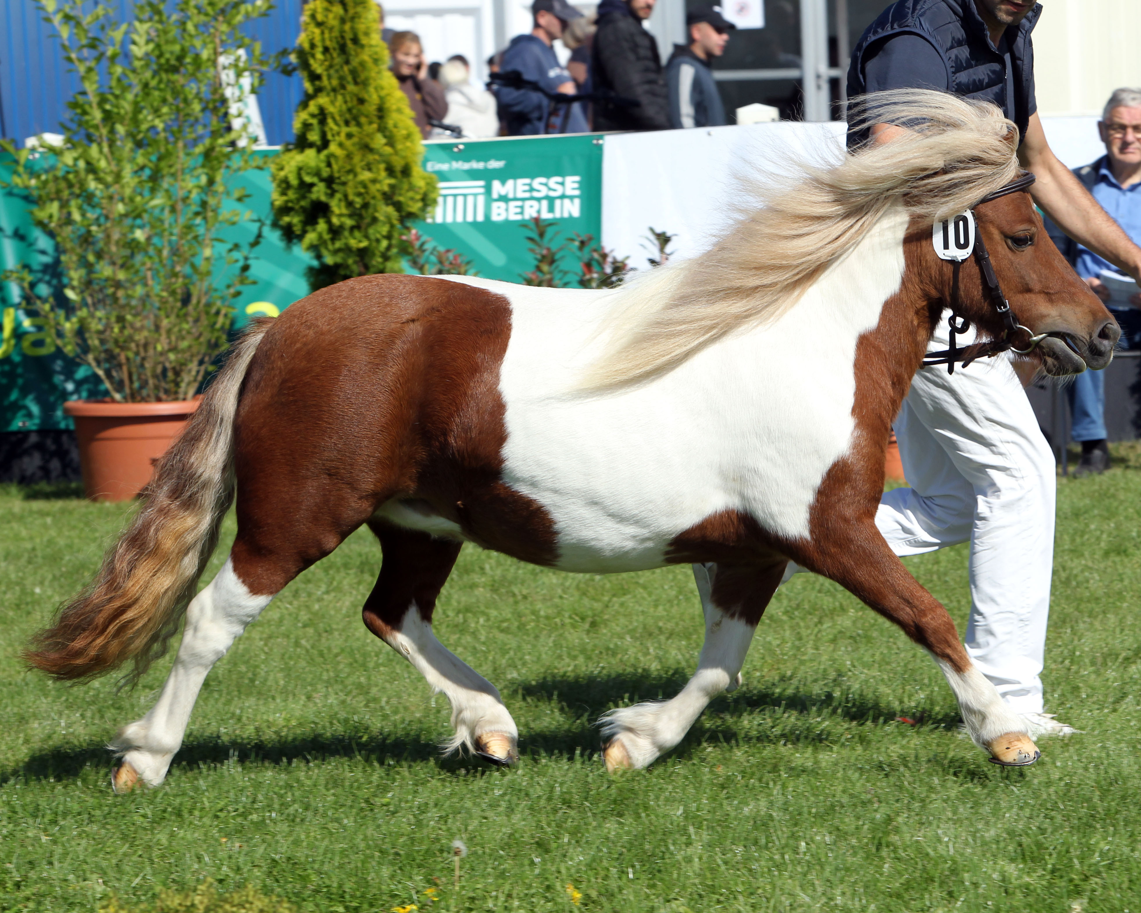Shetlandpony Rang 5 (Kat.Nr. 10) Wietje v. Kölnäs Wiktor x Ambitie van de Zandkamp (Z.: Koch, Elisabeth & Gisbert, A.: Kerber, Antje).