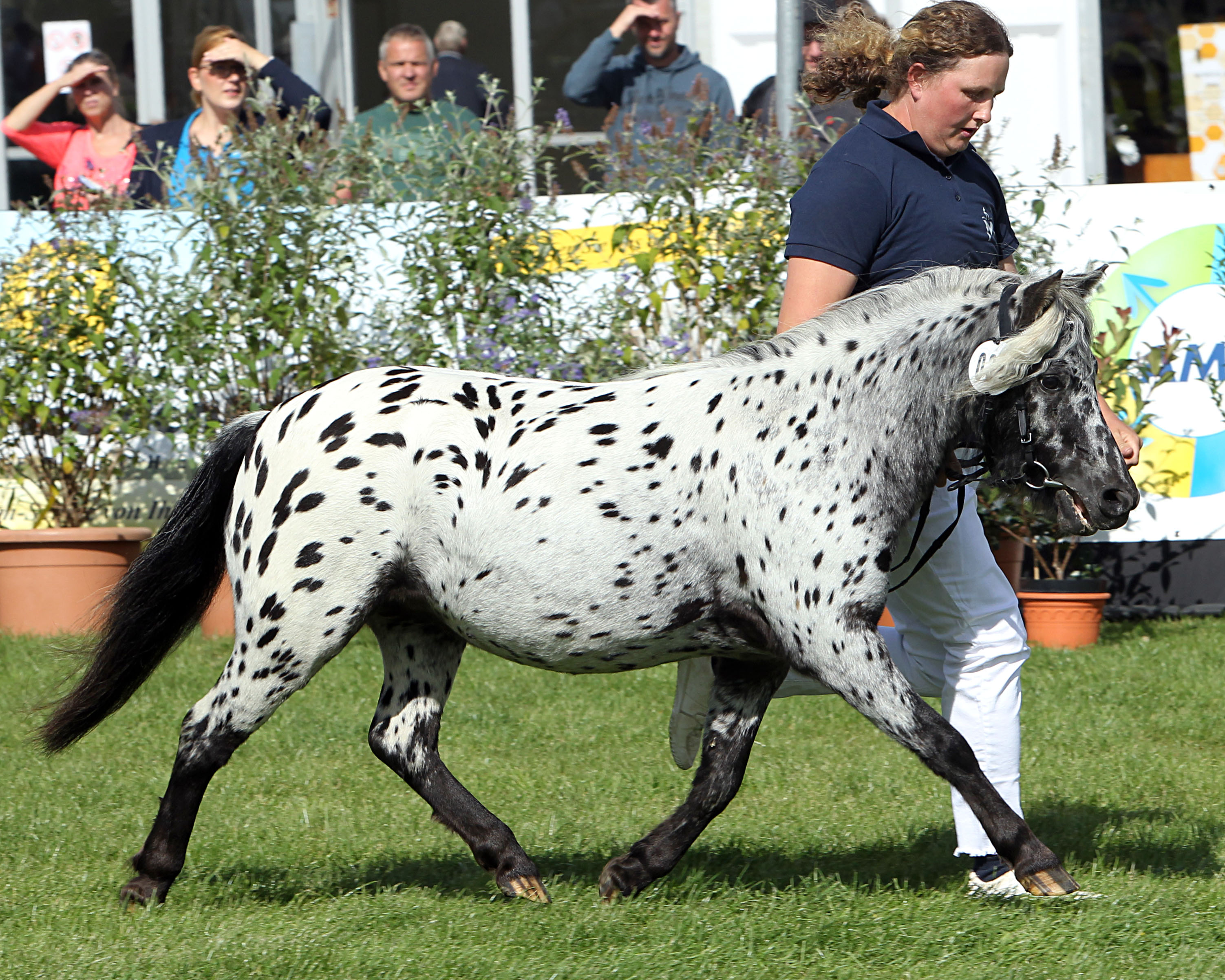 Deutsches Partbred Shetlandpony Rassesiegerin (Kat.Nr. 34) Rasante v. Eddie x Franky (Z.: ZG Engel/Heuer, A.: Dickau, Stefanie).