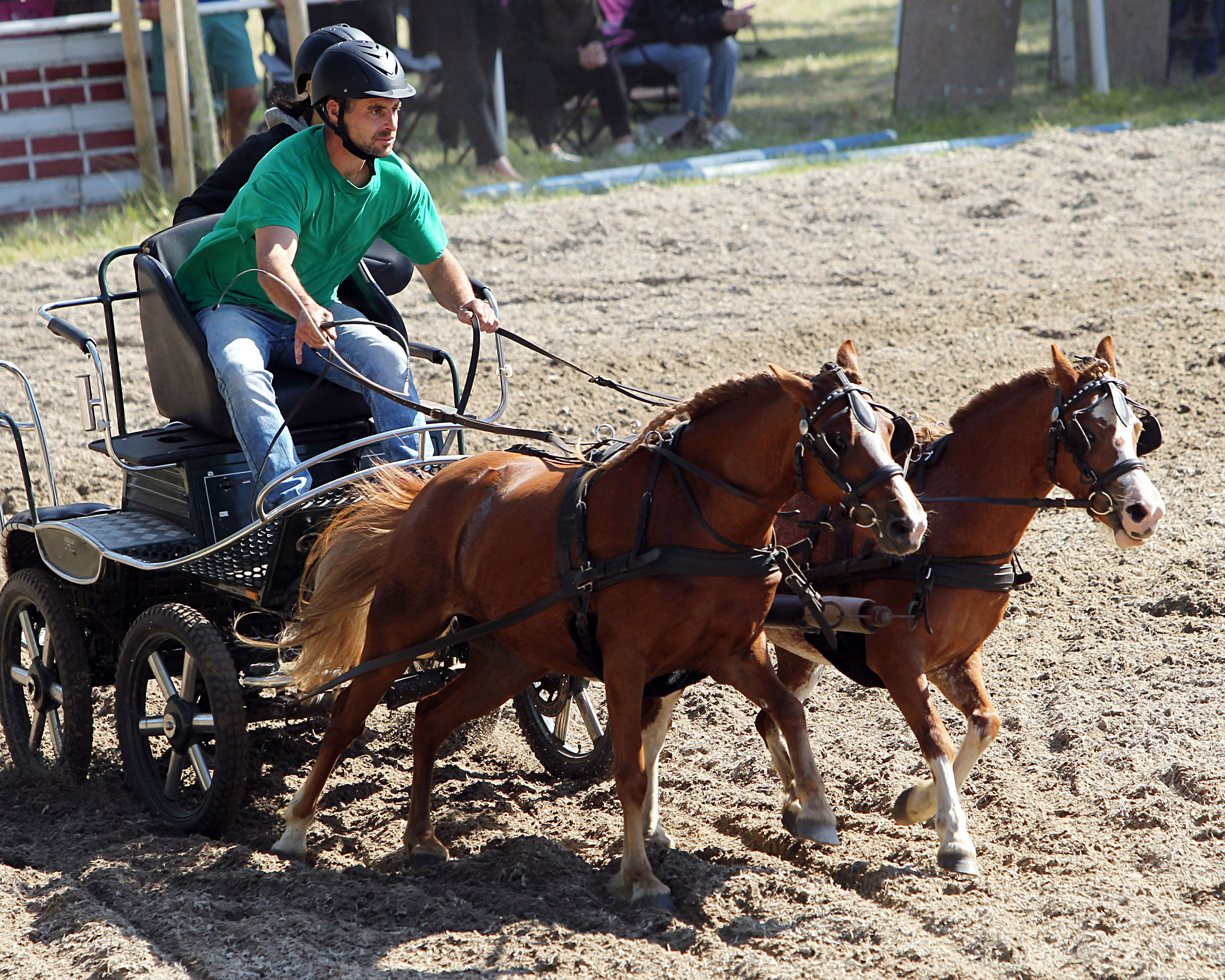 Silvio Schröter - hier mit den Ponys Marla & Anna beim Hindernisfahren in Trent - hat im brandenburgischen Potzlow die Kombinierte Ponyprüfung für Zweispänner in Klasse A gewonnen. © J.Wego