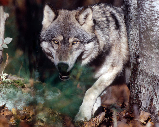 Pferdehalter möchten ihre Tiere vor dem Wolf geschützt wissen. Foto: AdobeStock/outdoorsman