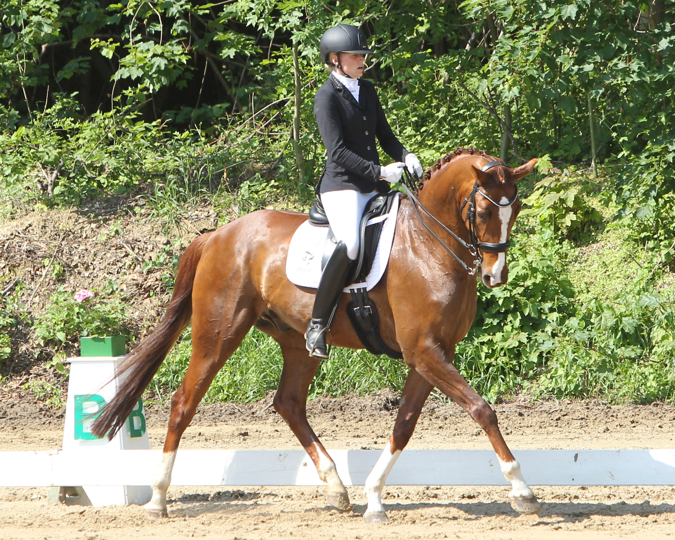 Im Finale Deutschen Amateur-Championats erreichte Kati Spierling (Neuenkirchen-Leist II) mit Freshman einen hervorragenden 5. Platz. © J.Wego