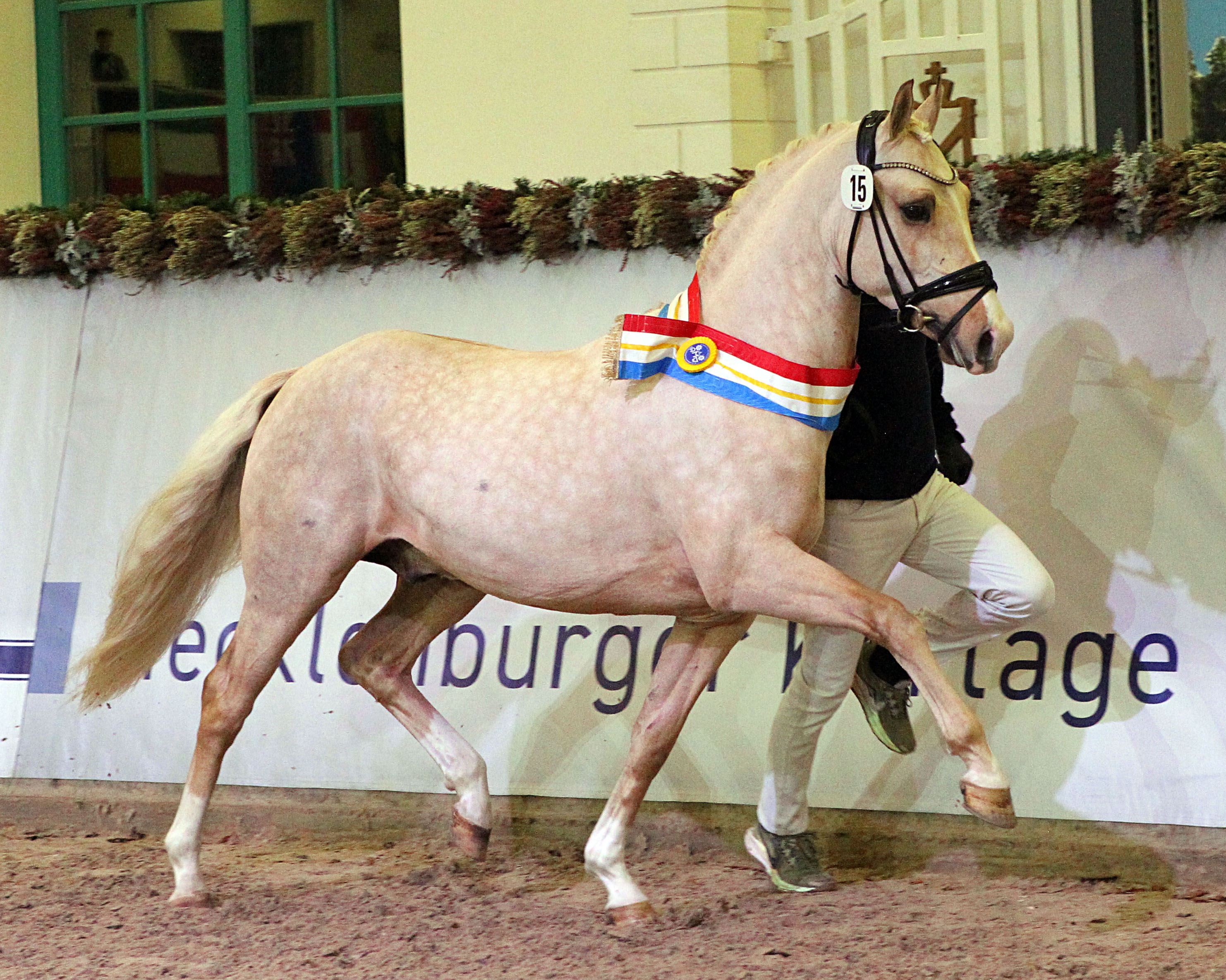 Der Körsieger Golden Gin - Deutsches Reitpony von Golden Grey NRW. © J.Wego