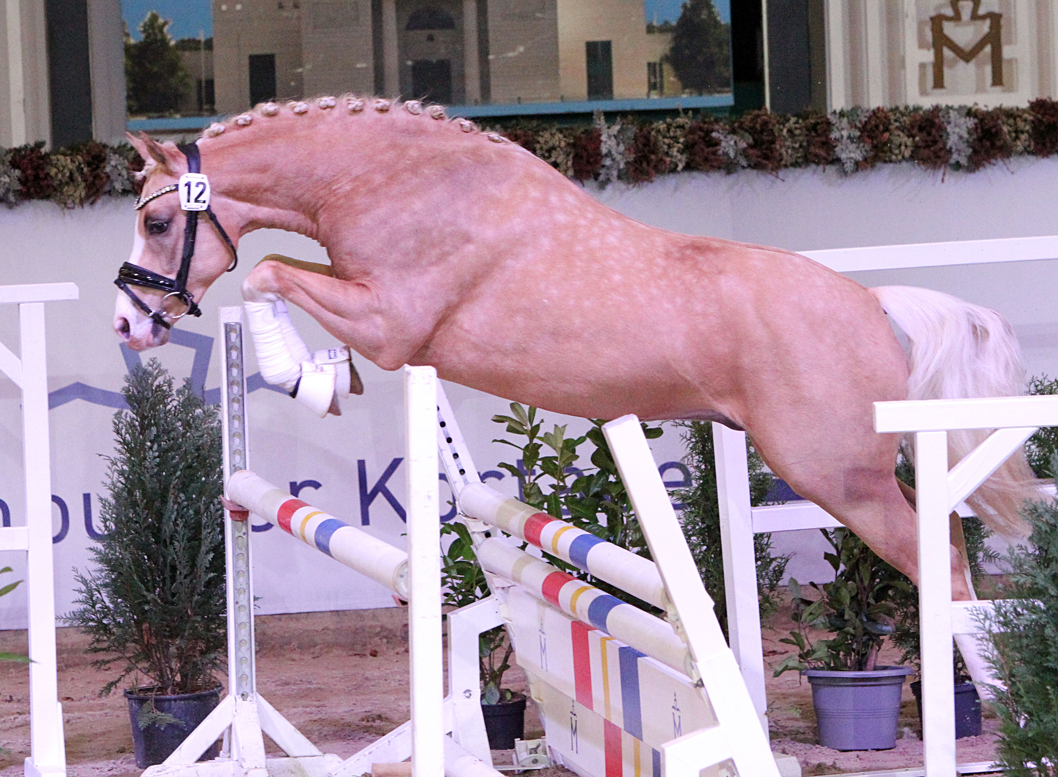 Siegerehrung für den Körsieger mit den Züchtern, dem Aussteller, sowie Verbandspräsident Jörg Hasselmann und Präsidiumsmitglied Patricia von Mirbach. © J.Wego