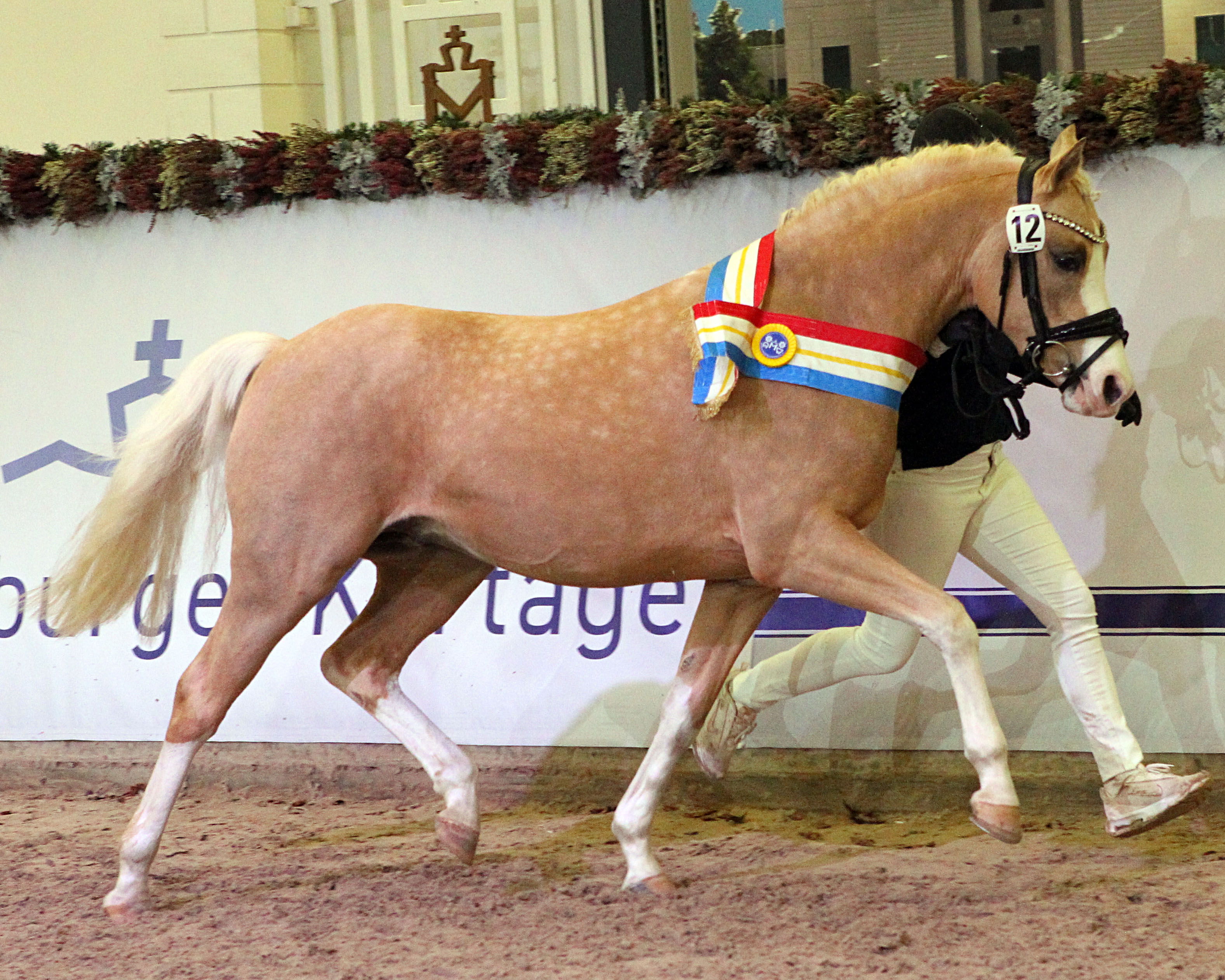 Reservesieger wurde der Reitponyhengst Crown Charismatic von Crown Charm of Royal der hervorragend sprang und sich auch exzellent bewegte. © J.Wego