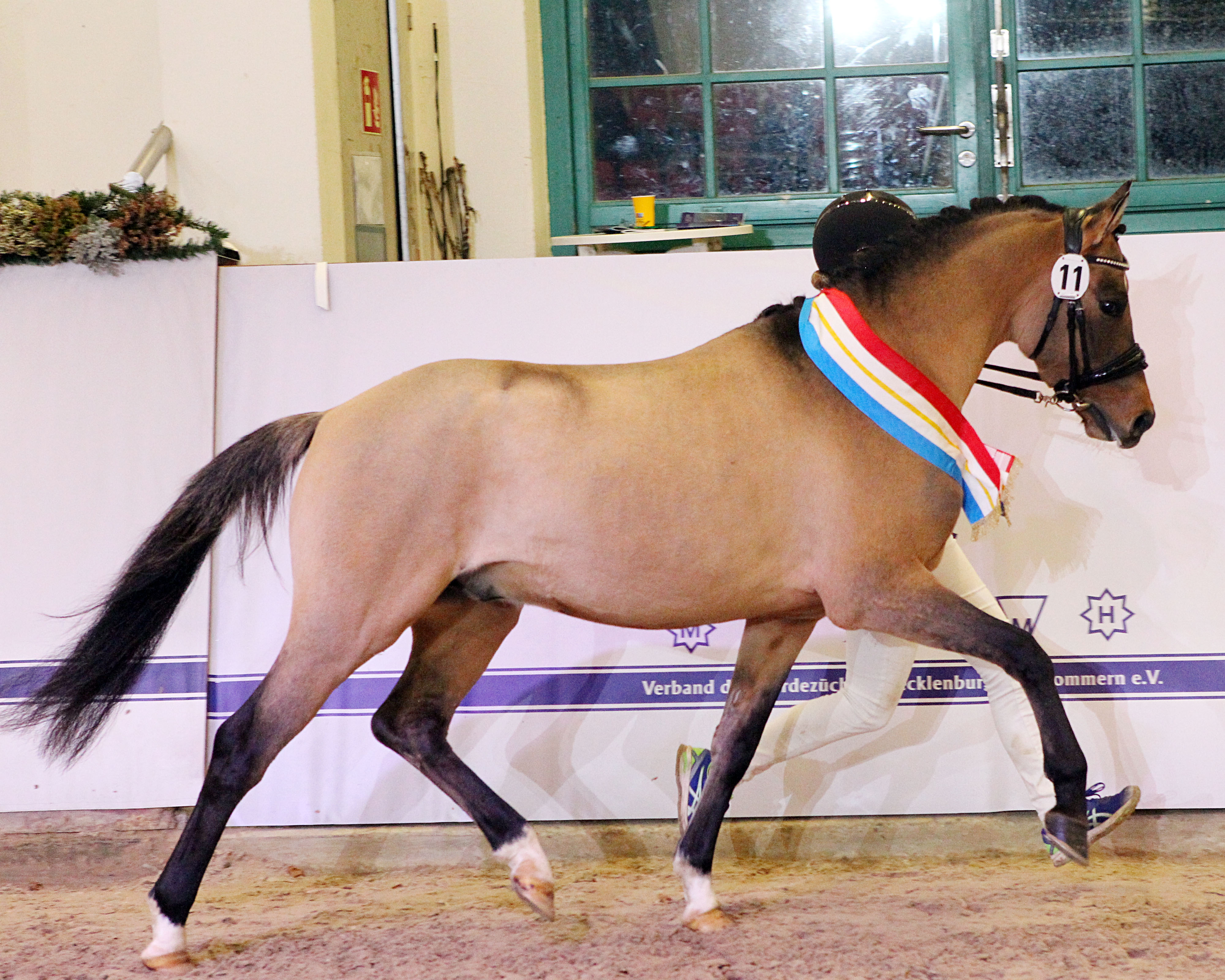 Reservesieger wurde der Reitponyhengst Crown Charismatic von Crown Charm of Royal der hervorragend sprang und sich auch exzellent bewegte. © J.Wego