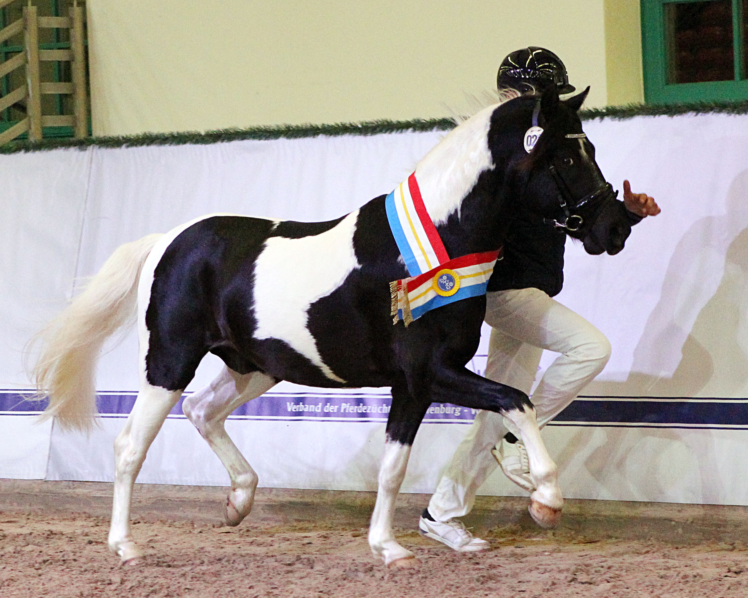 Exzellente Auftritte hatte der prämierte Lewitzer Vincent von Vito den Stefanie & Jule Marie Kuhlke aus Satow ausstellten. © J.Wego