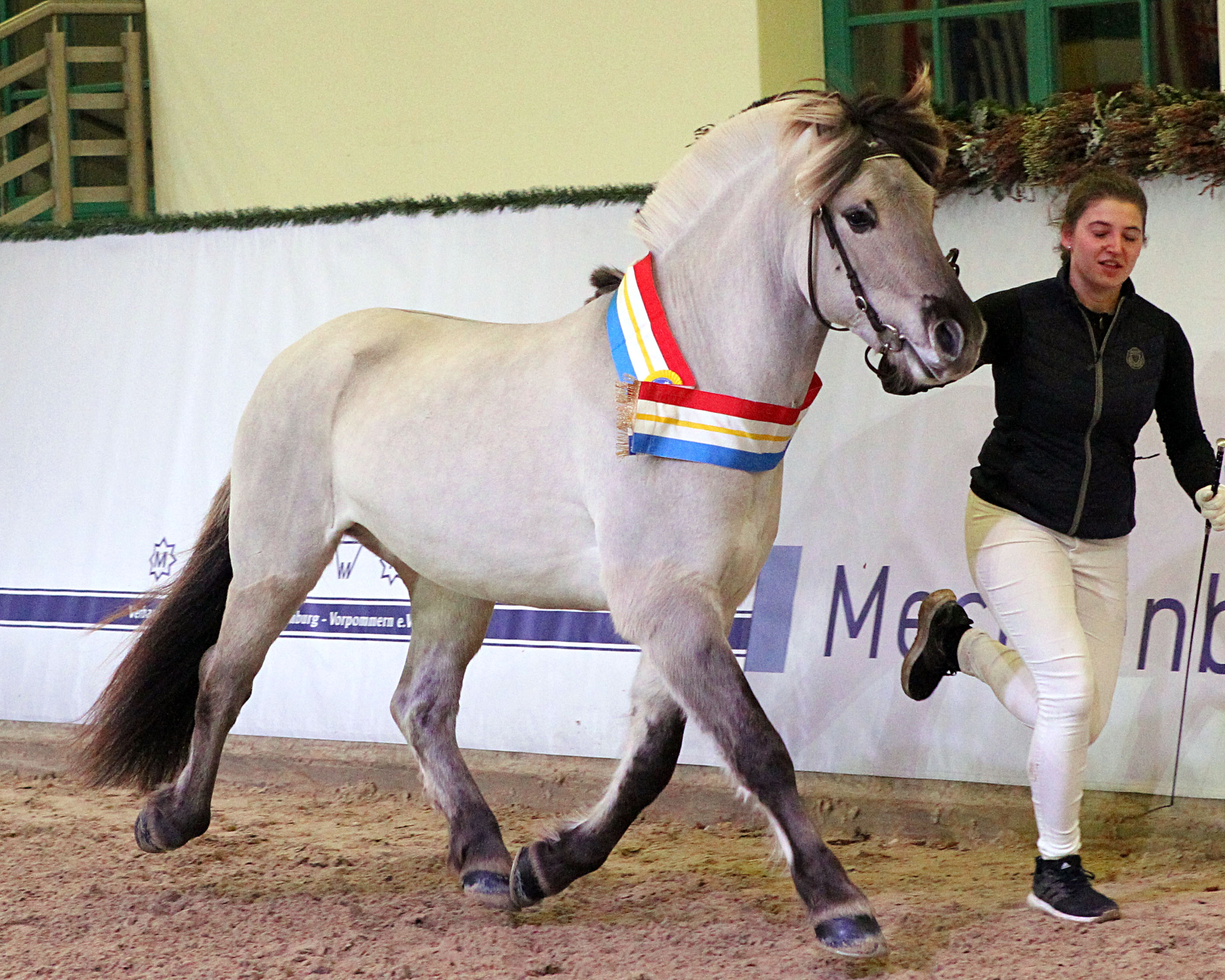 Ein brillanter Vertreter seiner Rasse ist der prämierte Fjord Hengst Rikko von Reyk vom Eekbarg der aus Schweden mit Ausstellerin Helen Indrebø anreiste. © J.Wego