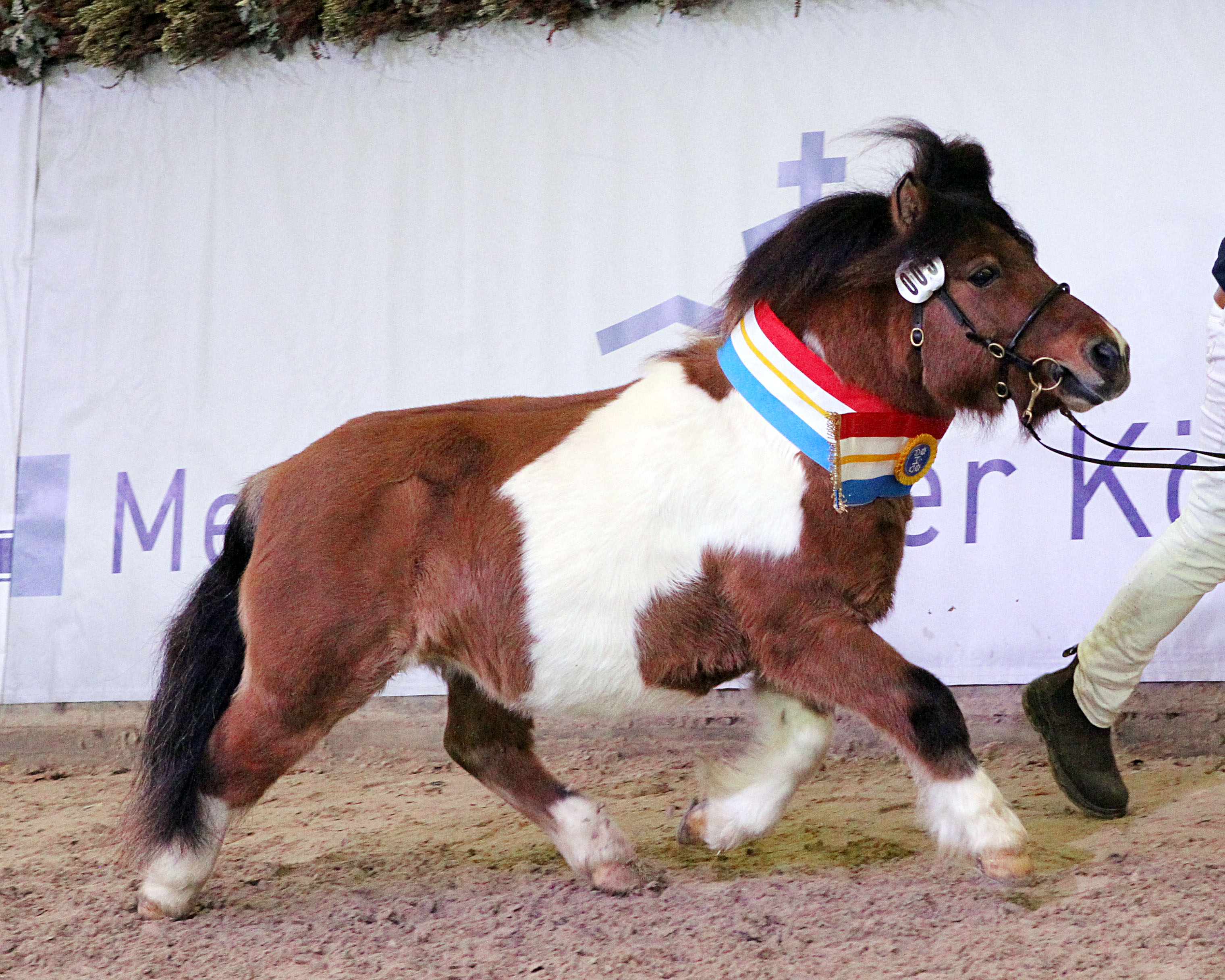 Auch der Shetlandponyhengst Charliemay Griffon (v. Sevenordale Basil / Clibberswick), in Großbritannien gezogen, wurde prämiert. Der 3,5-jährige Hengst wurde bereits mit Wertnote 8,66 geprüft. © J.Wego