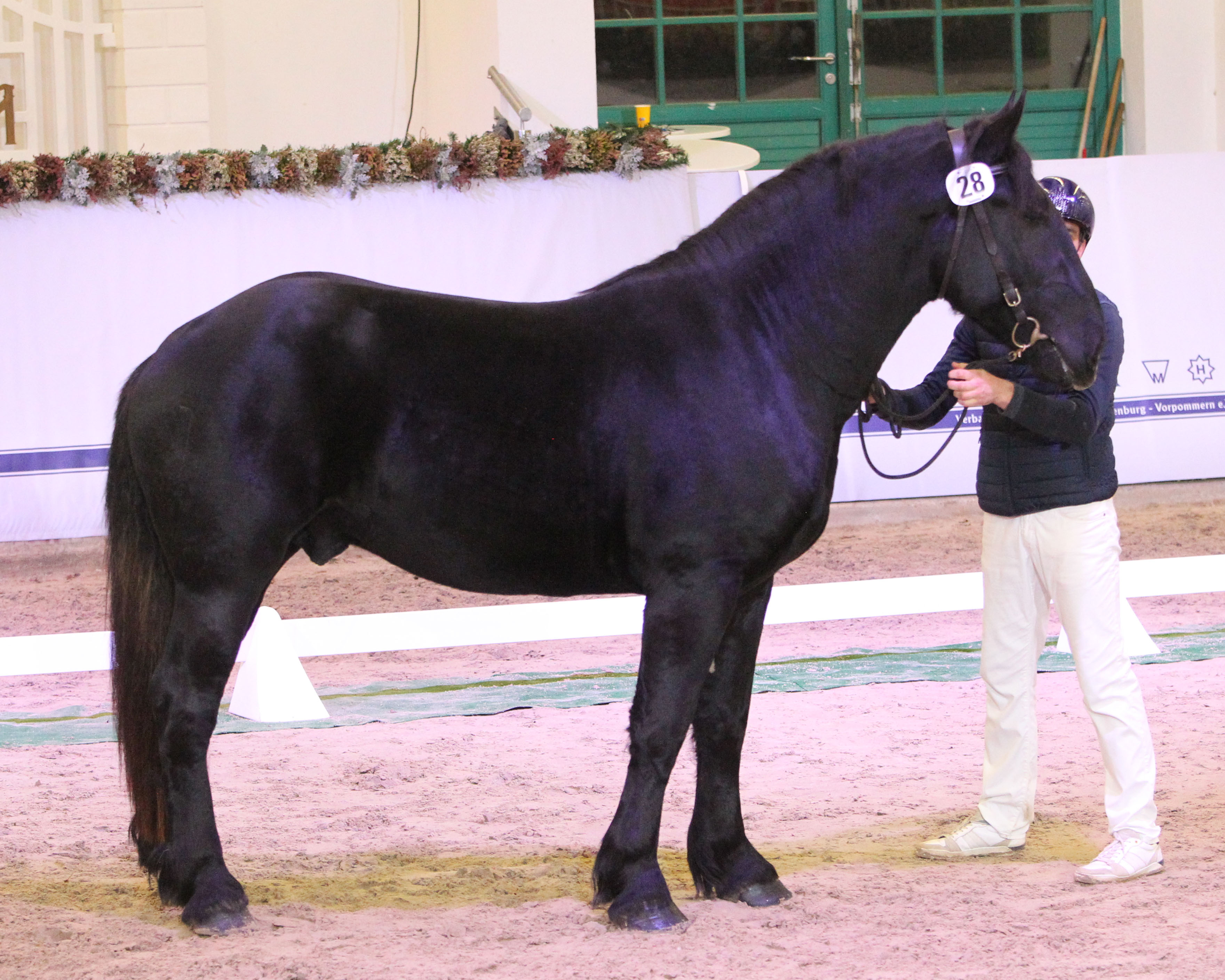 Gekört: Erstmals wurde in Redefin auch ein Percheron gekört - Malte von de Bäk v. Galupin de Vanoise (Z.: Marika Schuchardt, Alt Schönau; A.: ZG Geißler/Schuchardt, Waren). © J.Wego