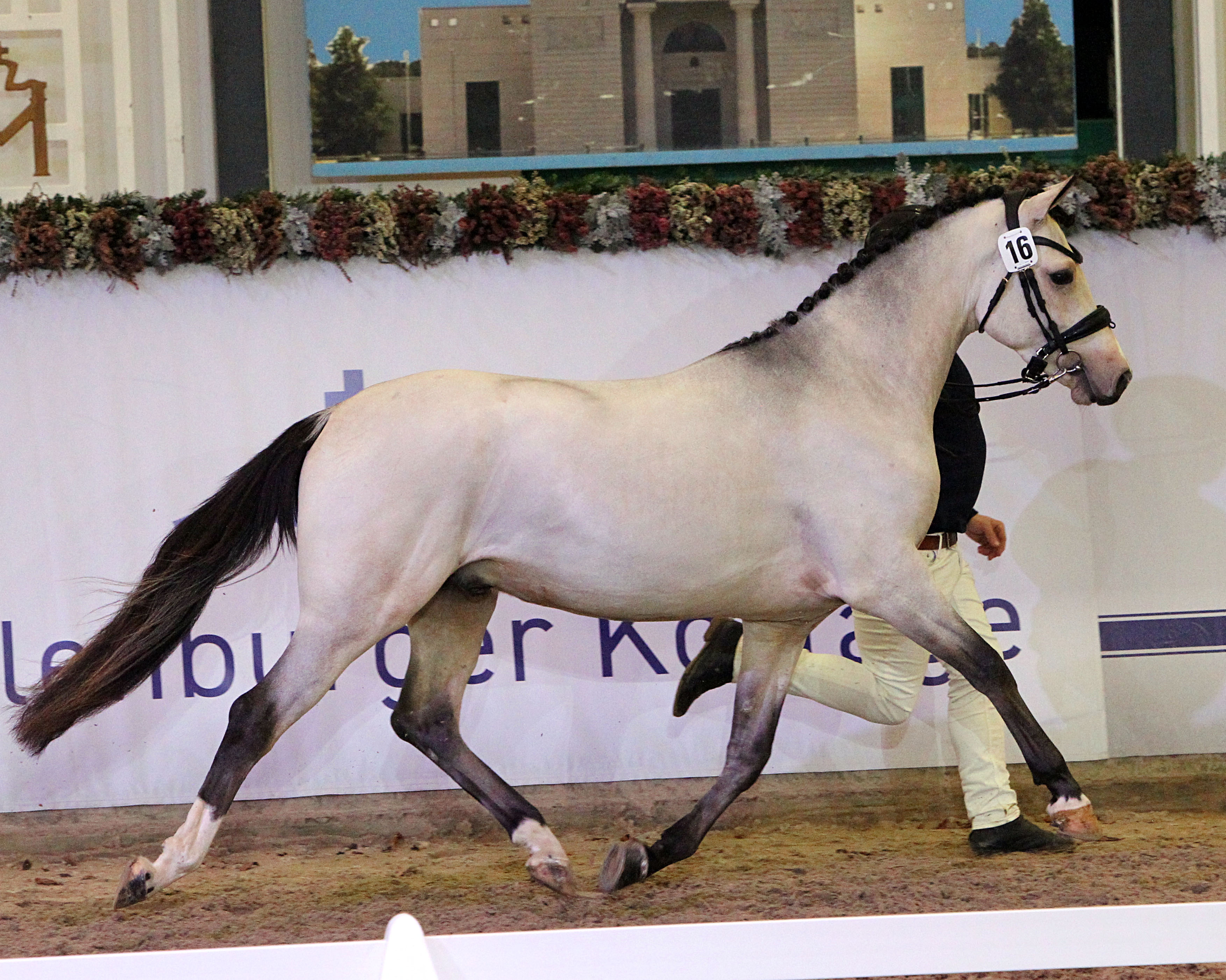 Gekört: Deutsches Reitpony Firstclass Giovanni v. First Class Golden White (Z.: Pferdehof Paasch, Owschlag; A.: ZG Thiele & Dallmanmn, Friedland). © J.Wego