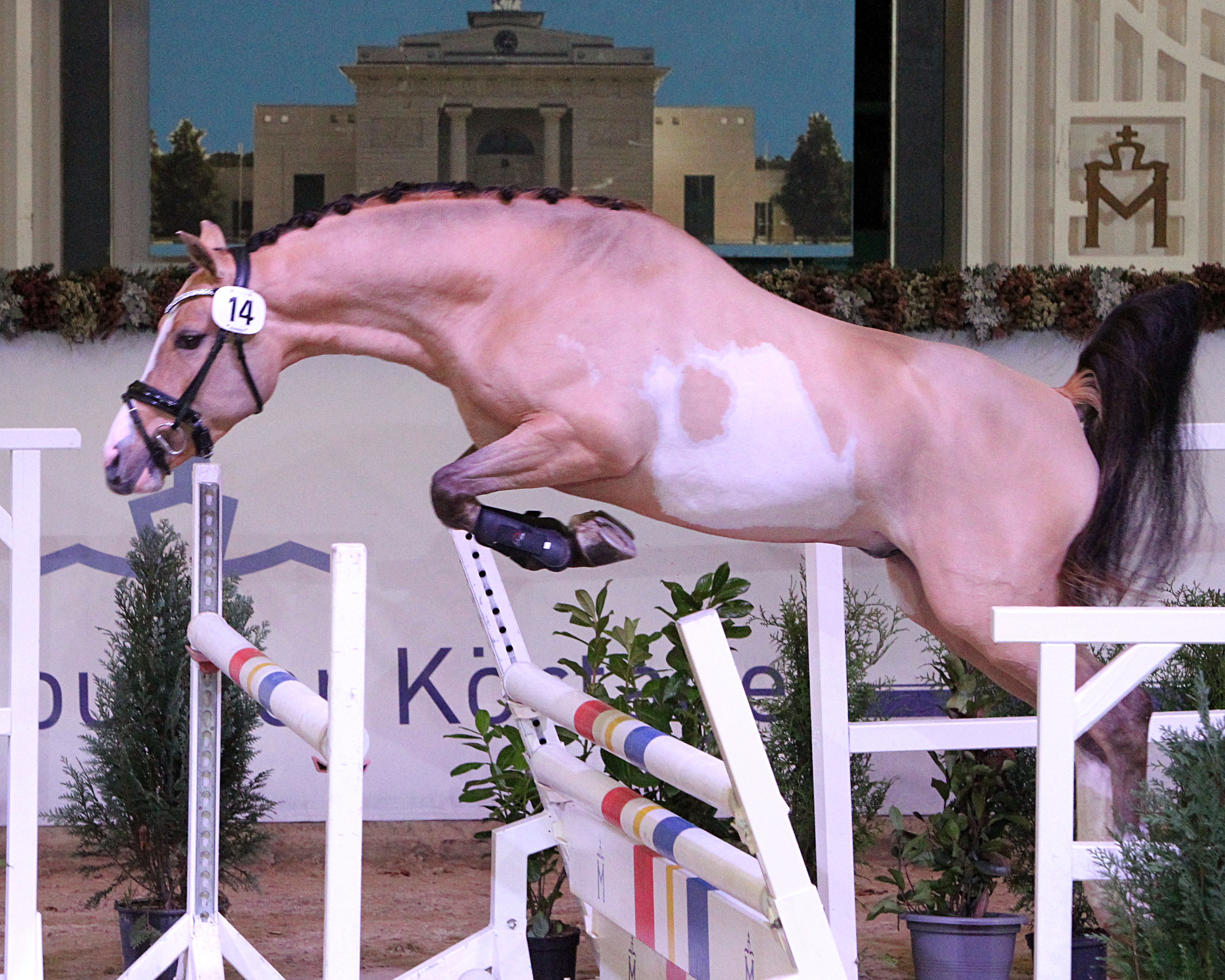 Gekört: Deutsches Reitpony Königshofs Expelliarmus v. Expecto Patronum (Z.: Stephanie Krötki, Schuby; A.: Mia Meyer, Hunsel/NL). © J.Wego