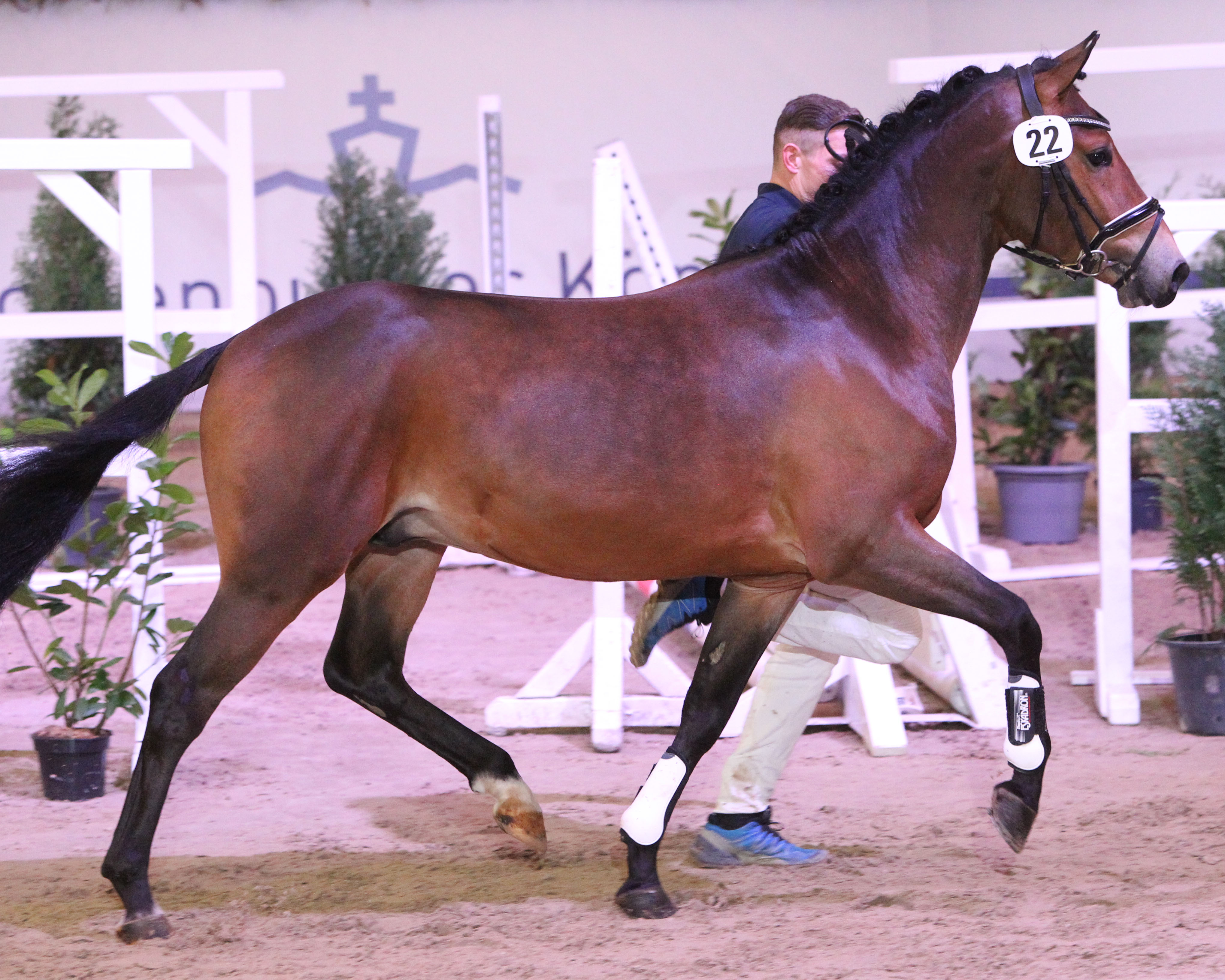 Gekört: New Forest Ahorn’s Cameron v. Woodrow Carisbrooke (Z.: Hans-Hermann Tegthoff, Alfeld; A.: Manuela & Jillian Wiethüchter, Pronstorf). © J.Wego