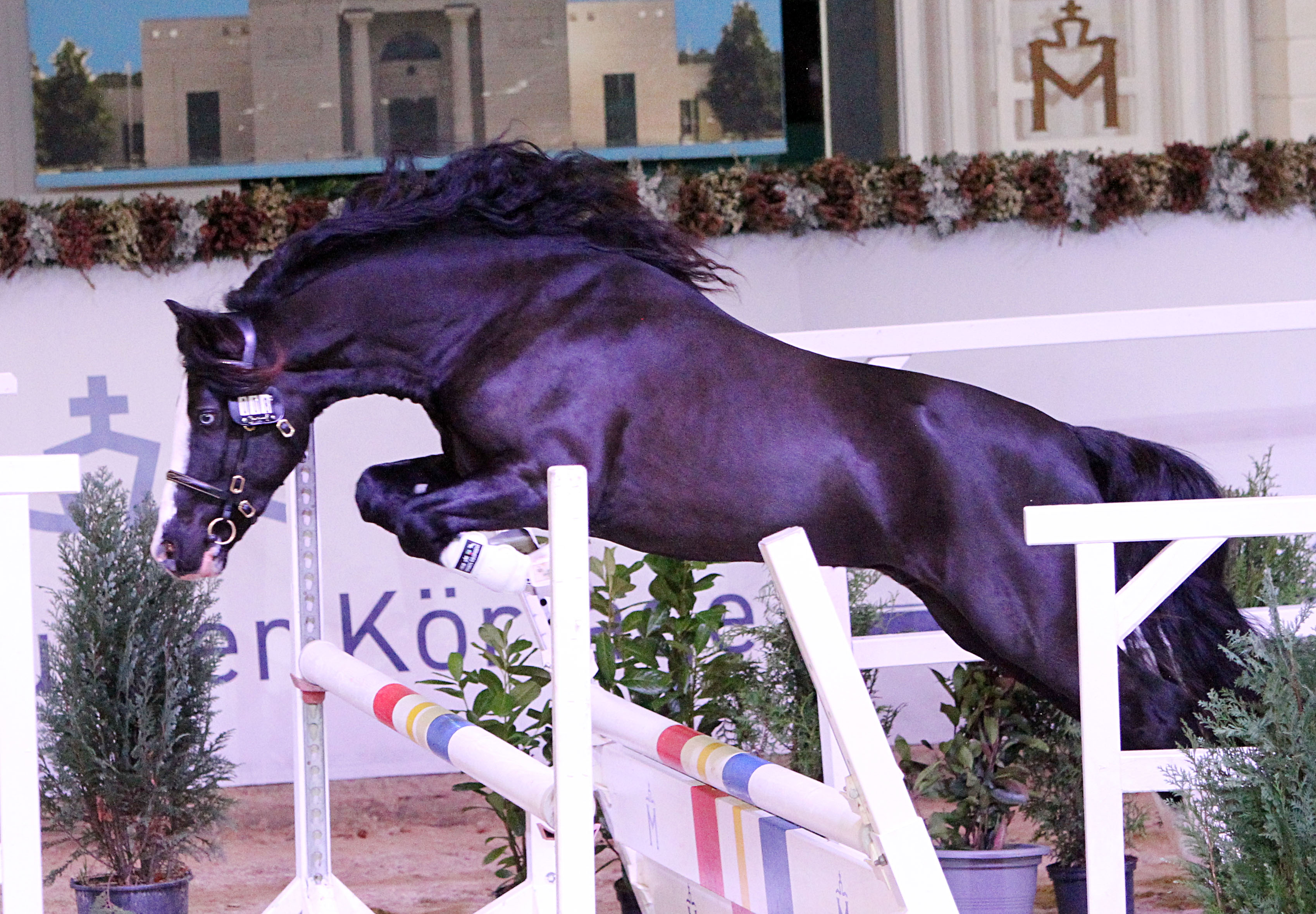 Gekört: Welsh Cob (Sektion C) Picasso v. Bluehaven Penddu (Z.u.A.: Le Valeur, Groß Kreutz). © J.Wego