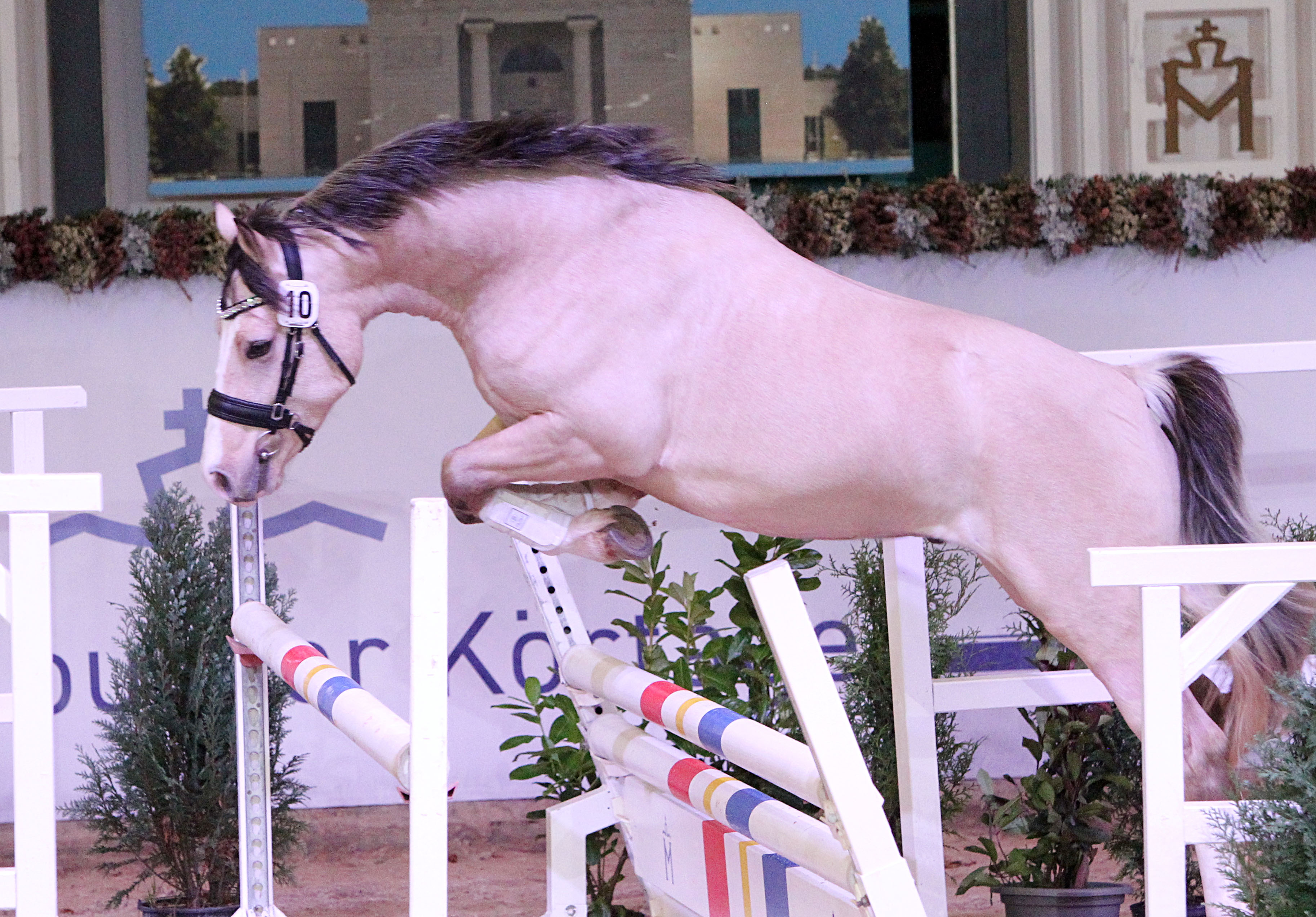 Gekört: Welsh Cob (Sektion D) Travenas Takoda Secret v. Kallistalodge The Ice Man (Z.: Maren Jondral, Traventhal; A.: ZG Thiele & Dallmanmn, Friedland). © J.Wego