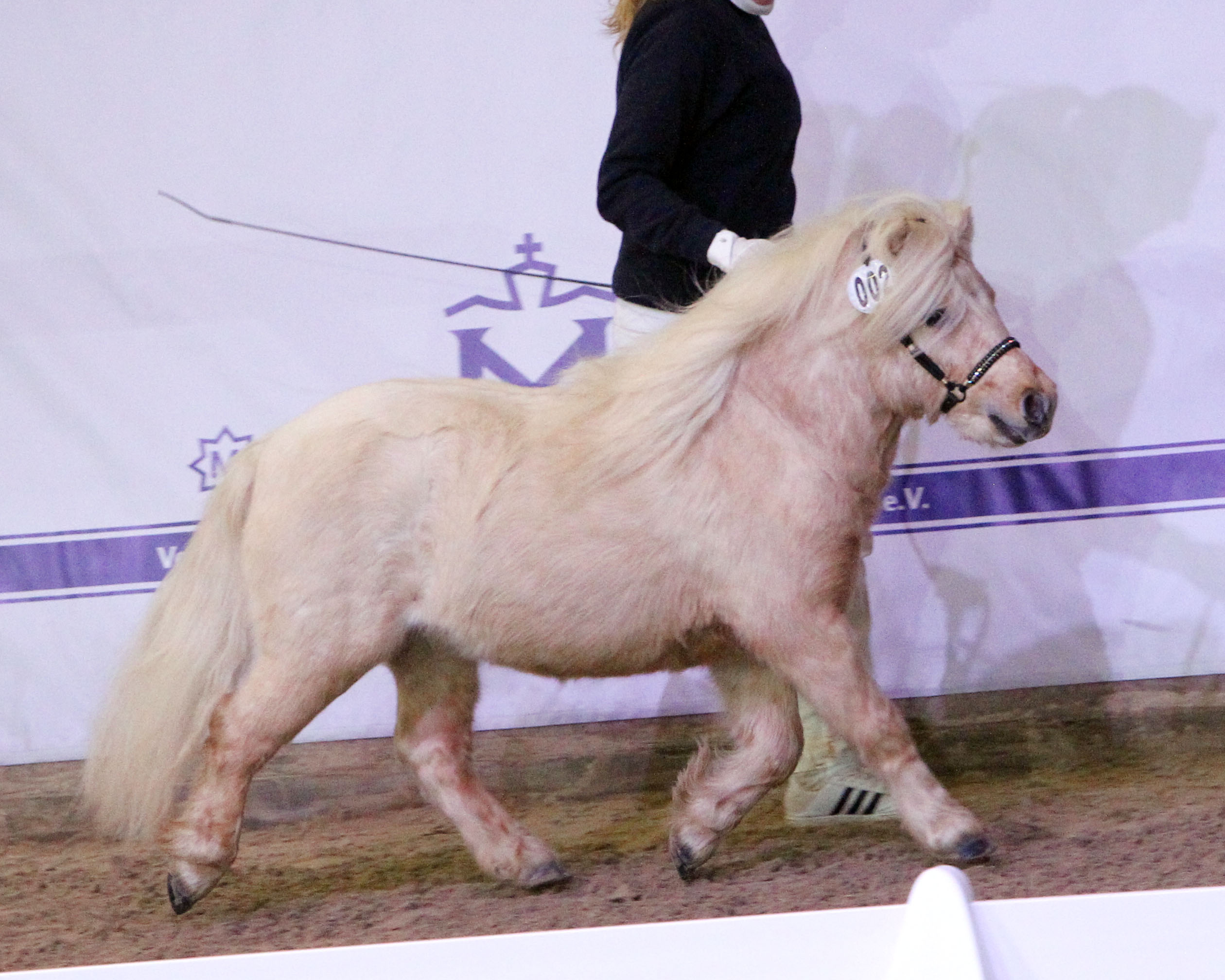 Gekört: Shetlandpony unter 87cm, Edison von den Alleegärten v. Elmhorst Ellio (Z.u.A.: Rainer & Susanne Kohl, Brüel). © J.Wego