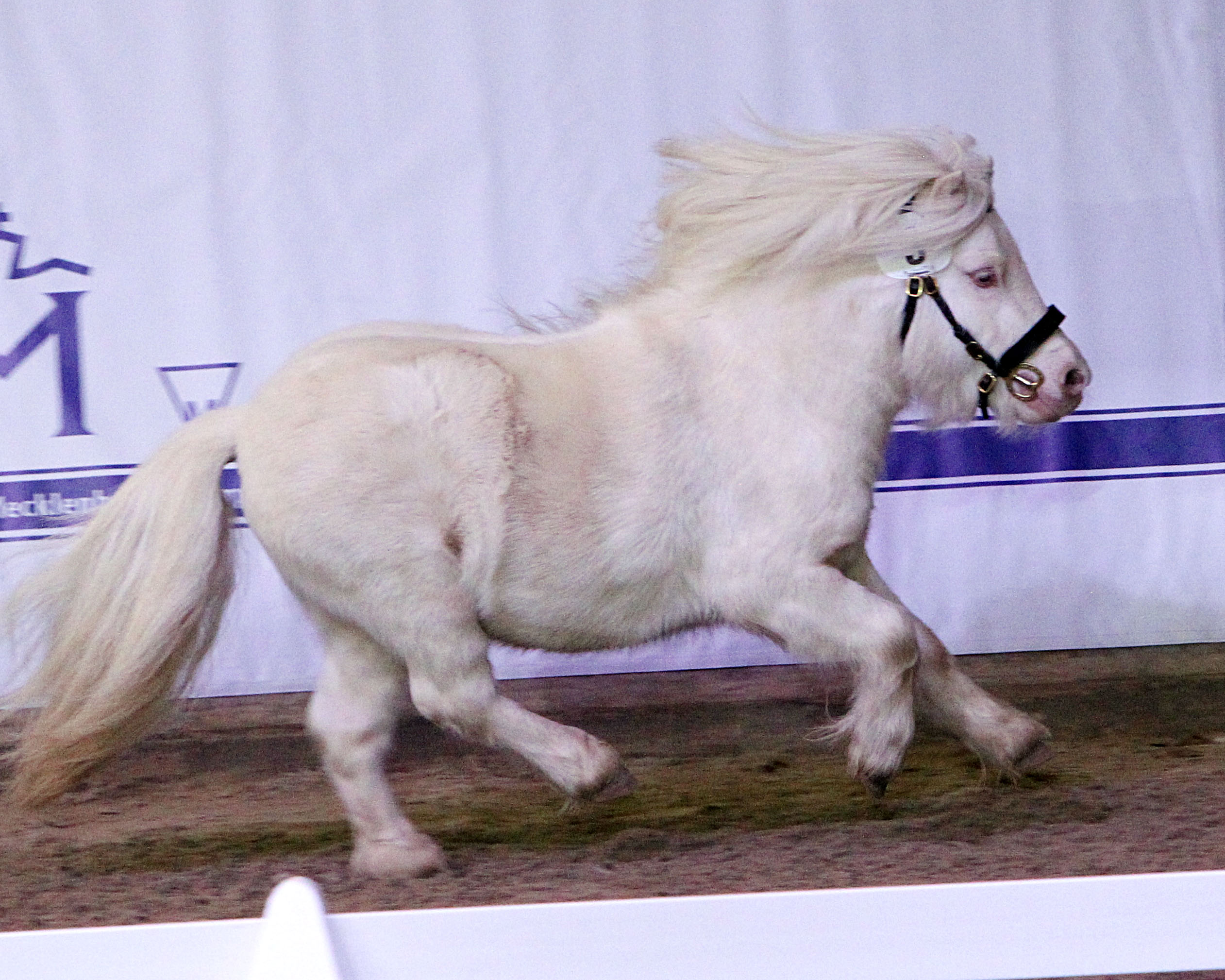 Gekört: Shetlandpony unter 87cm, Edison von den Alleegärten v. Elmhorst Ellio (Z.u.A.: Rainer & Susanne Kohl, Brüel). © J.Wego
