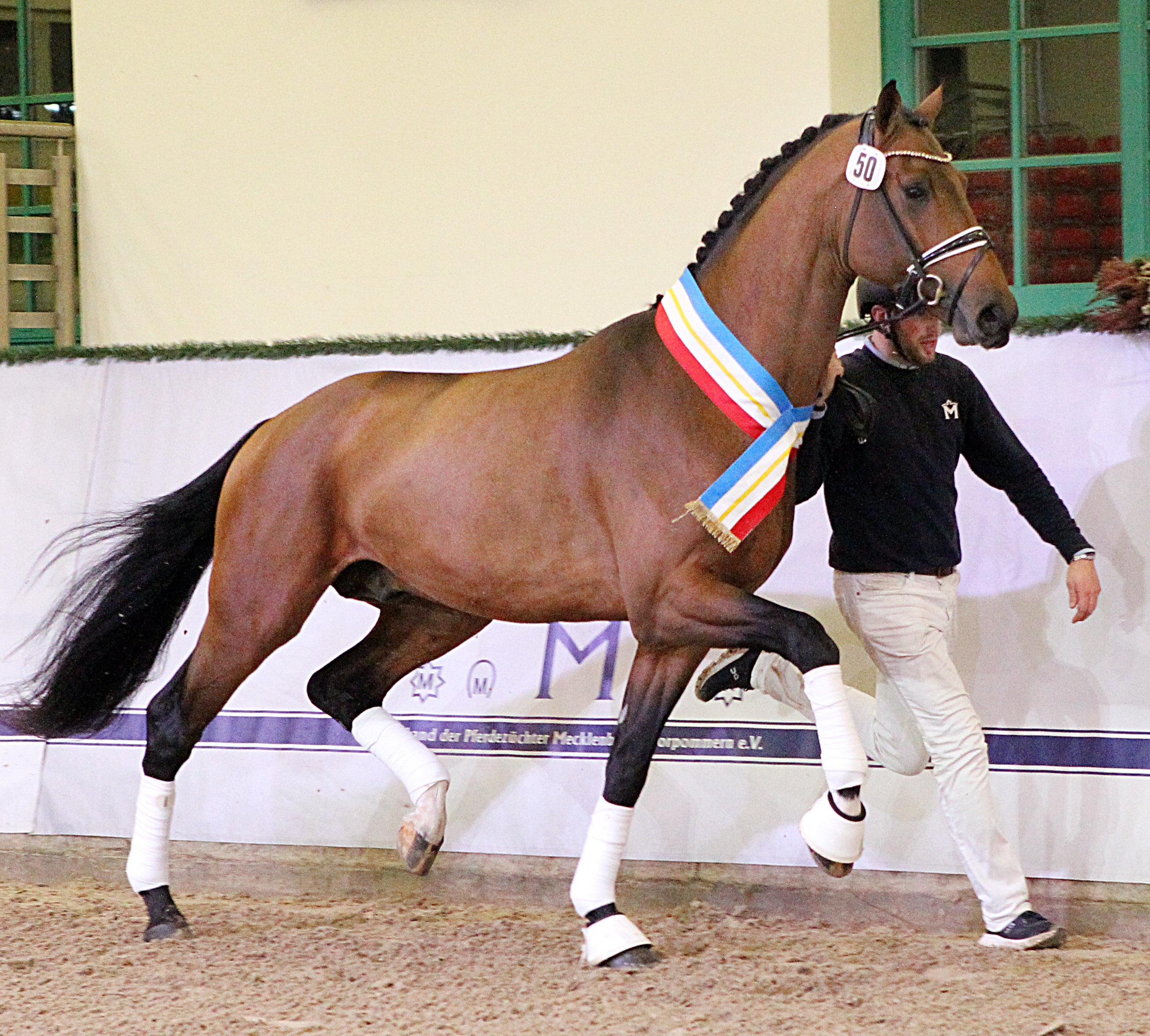 Kat.Nr. 05 - Dressur Sieger, Oldenburger (175cm) von Debutant PS / Totilas (A.u.Z.: Gestüt Lewitz (Neustadt-Glewe). © J.Wego