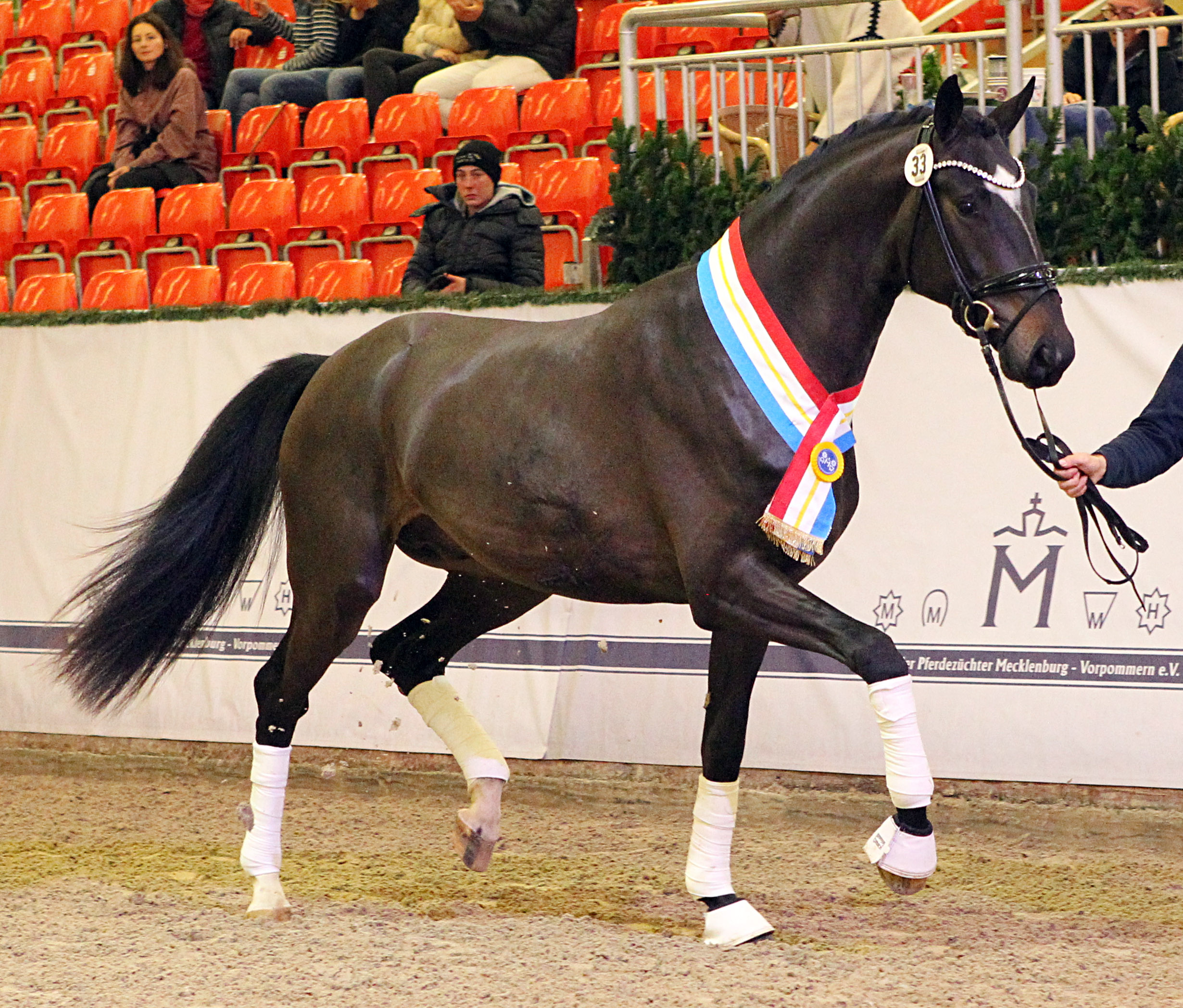 Kat.Nr. 50 - Dressur 1. Reserve, Hannoveraner (173cm) von Zoom / Fürst Nymphenburg (A.: Gefion Teichert, Wildeshausen; Z.: Günter Röhrich, Neustadt). © J.Wego