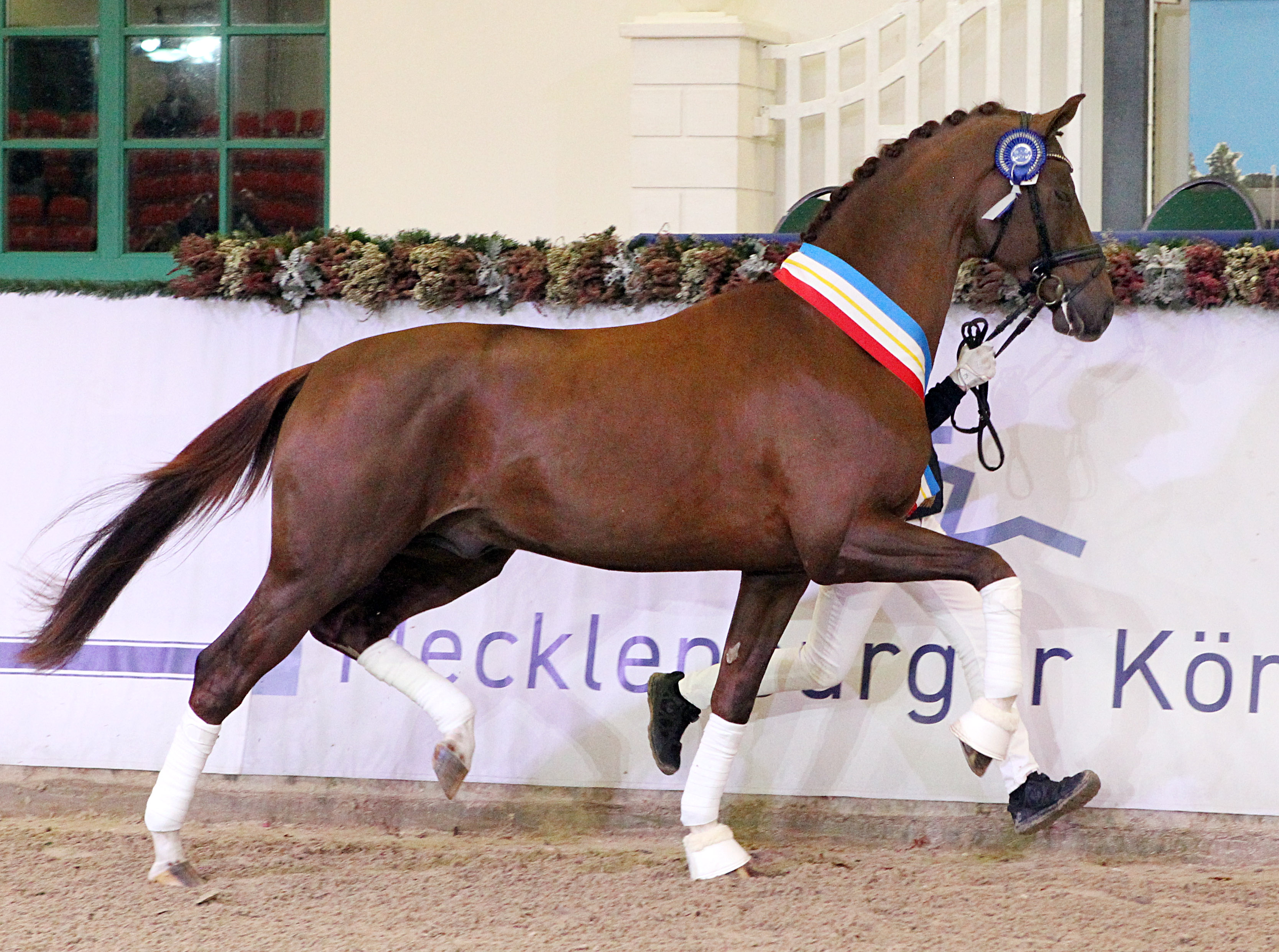 Kat.Nr. 33 Dressur 2. Reserve, Oldenburger (174cm) von Sir Donnerhall I / Armani (A.u.Z.: MJS Gestüt von Bellin GmbH, Fehrbellin). © J.Wego