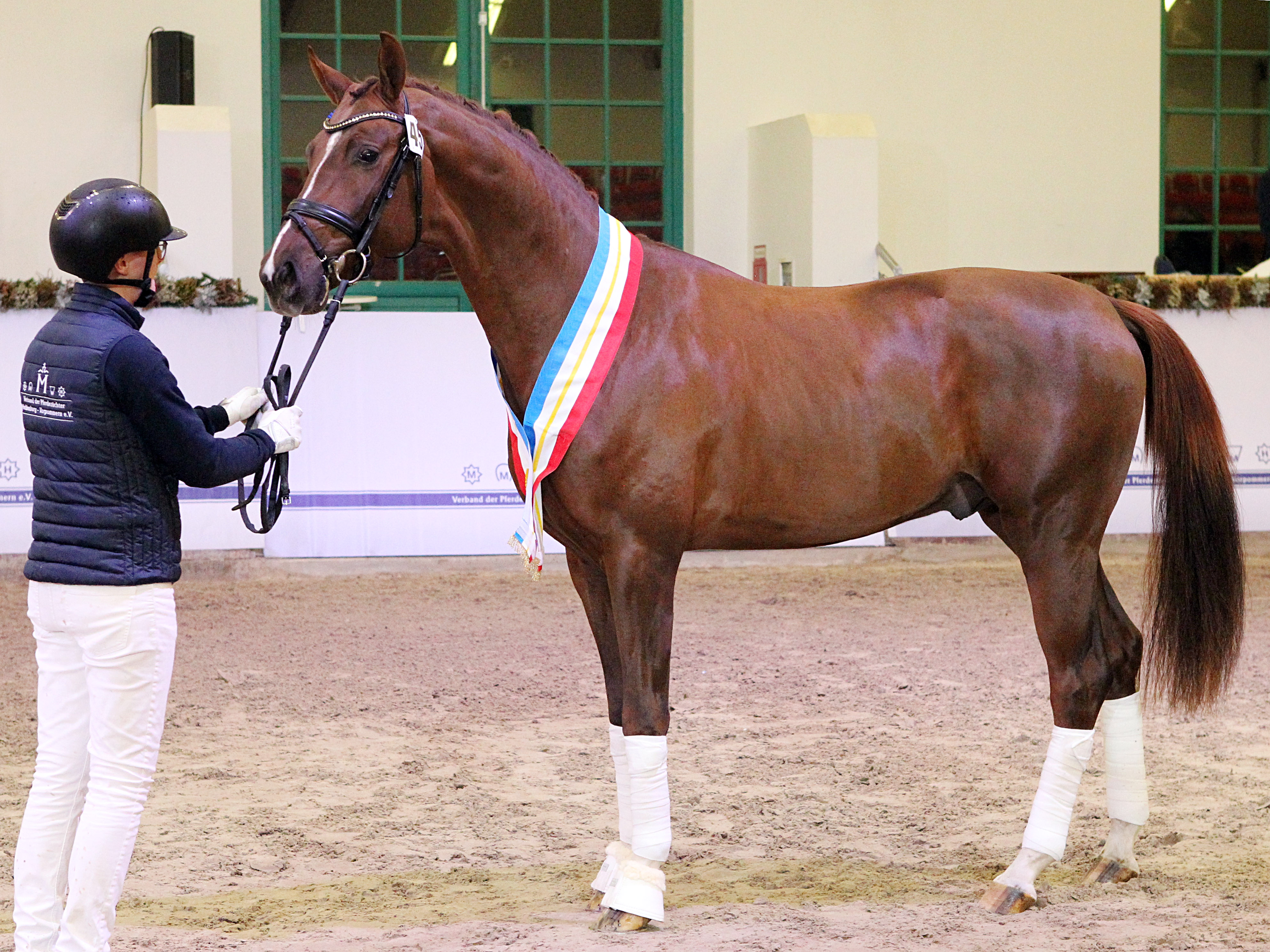 Kat.Nr. 33 Dressur 2. Reserve, Oldenburger (174cm) von Sir Donnerhall I / Armani (A.u.Z.: MJS Gestüt von Bellin GmbH, Fehrbellin). © J.Wego