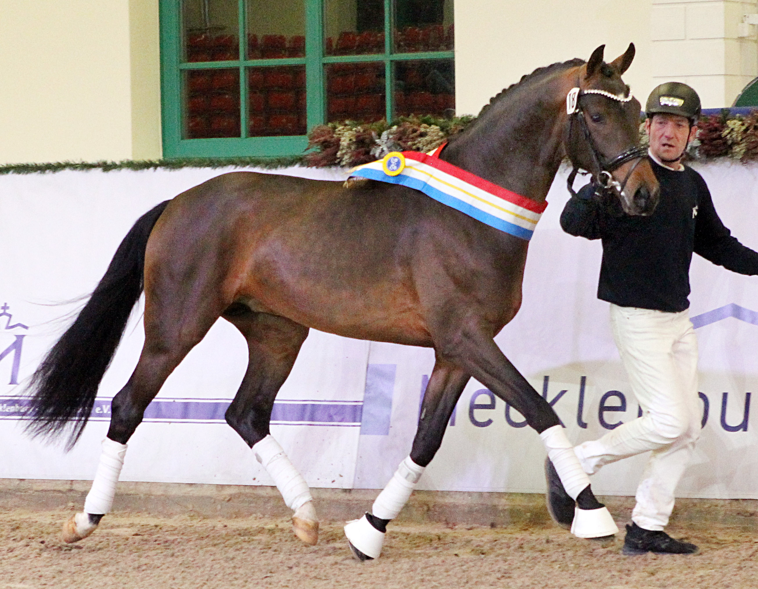 Kat.Nr. 45 Dressur 2. Reserve, Oldenburger (167cm) von Vitalis / Top Gear (A.u.Z.: Gestüt Lewitz (Neustadt-Glewe). © J.Wego