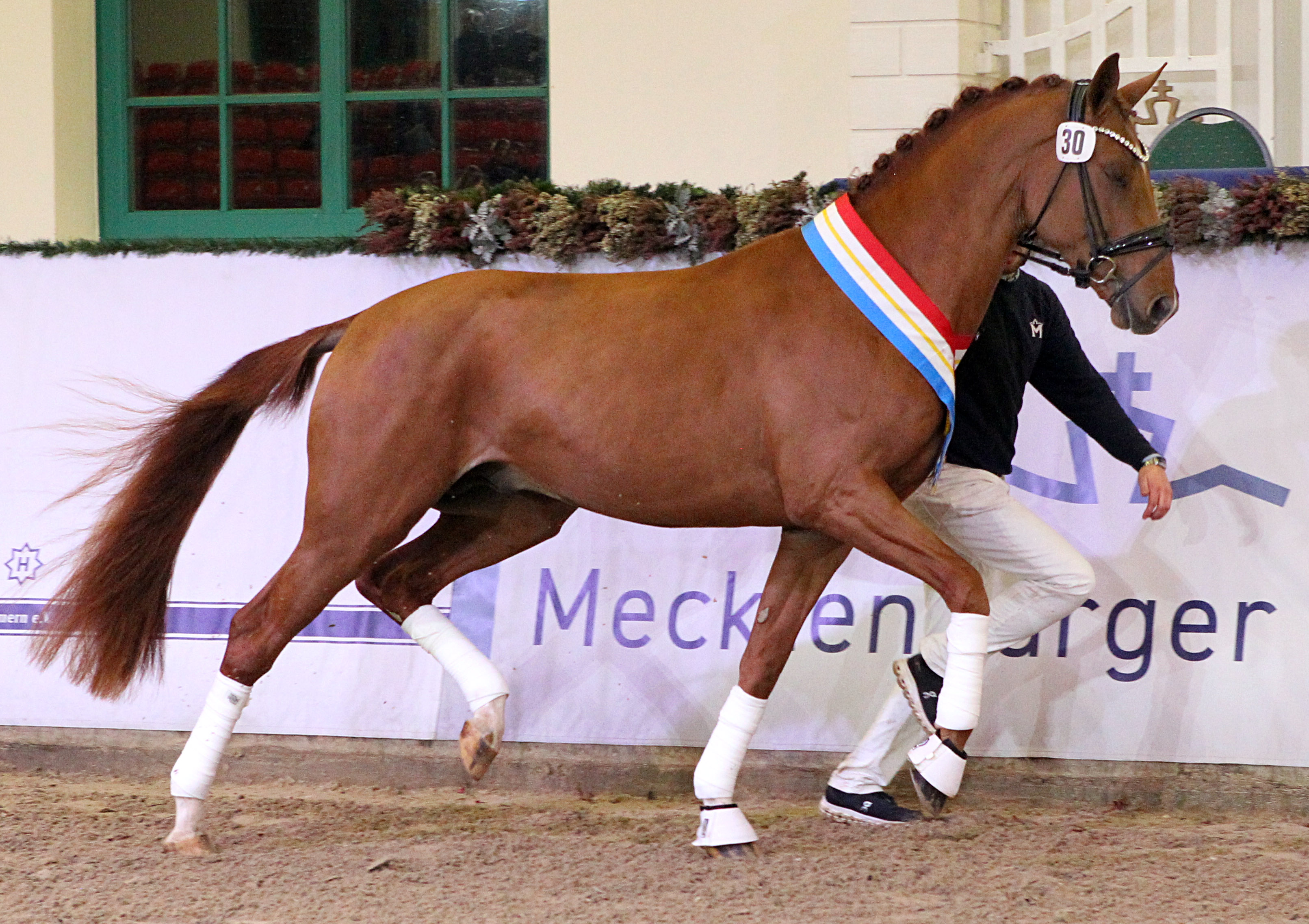 Kat.Nr. 18 Dressur prämiert, Mecklenburger (166cm) von Galaxy / Fürst Wilhelm (A.: Kristin Biermann, Essen; Z.: Kathrin Bartrow, Dersekow). © J.Wego