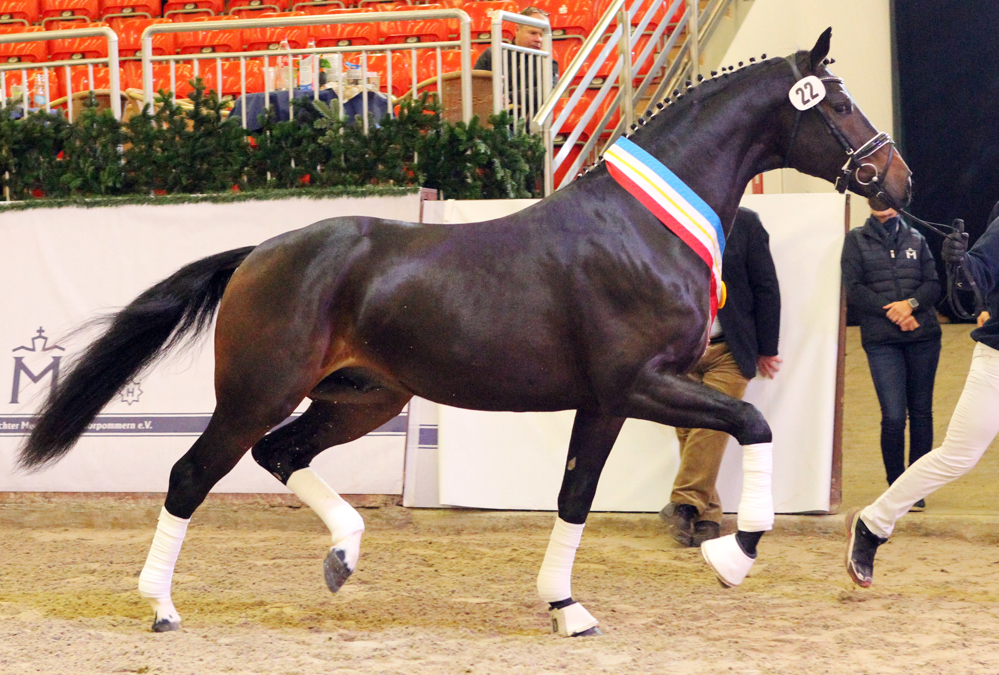 Kat.Nr. 22 Dressur prämiert, Oldenburger (170cm) von Imposantos / Fidertanz (A.: Heinrich Ramsbrock, Menslage; Z.: Werner Meiners, Werlte). © J.Wego