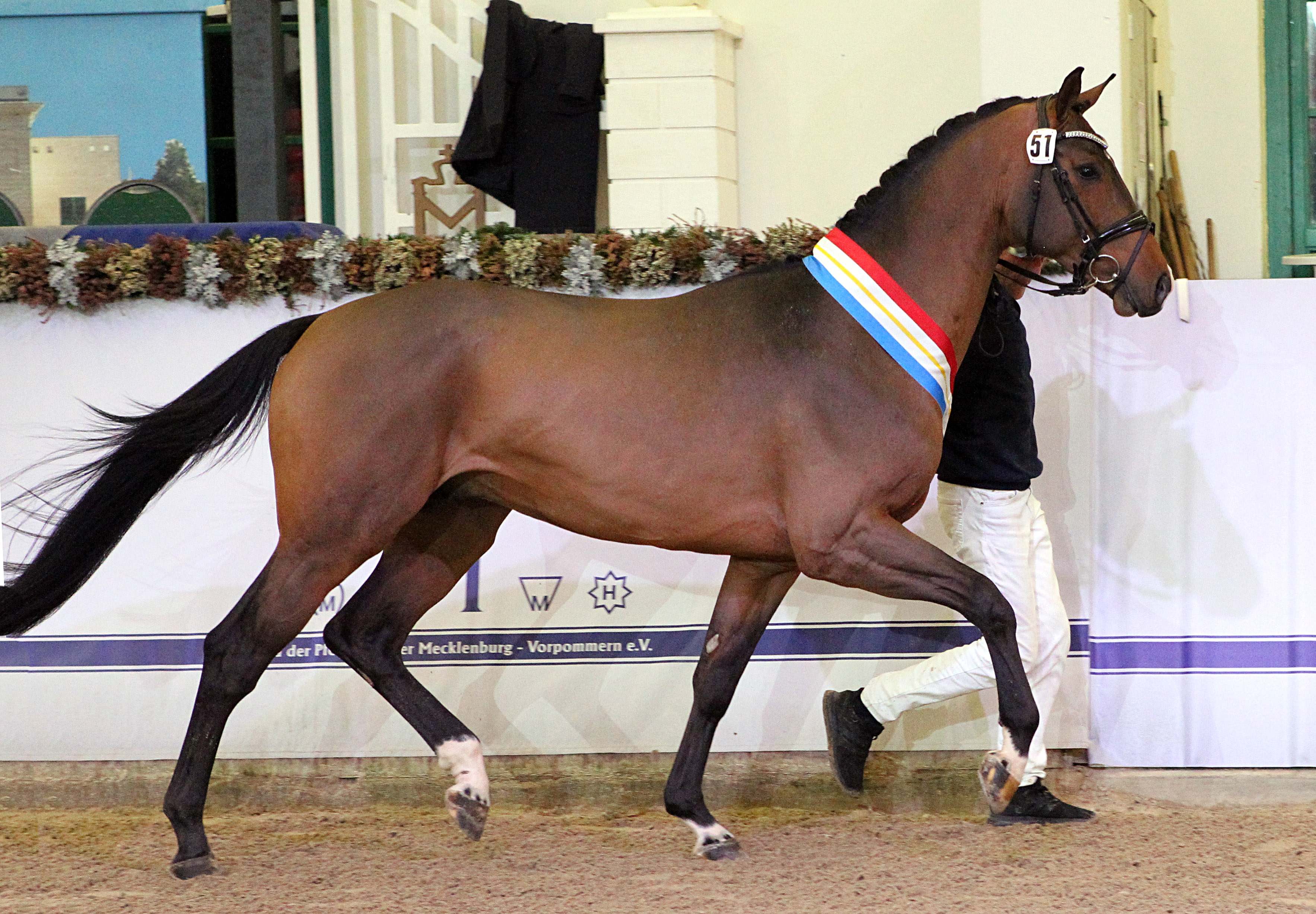 Kat.Nr. 58 Springen Sieger, Hannoveraner (170cm) von Chacfly PS / Landor S (A.: MW Sportpferde GmbH, Darmstadt; Z.: Markus Winkler, Darmstadt). © J.Wego