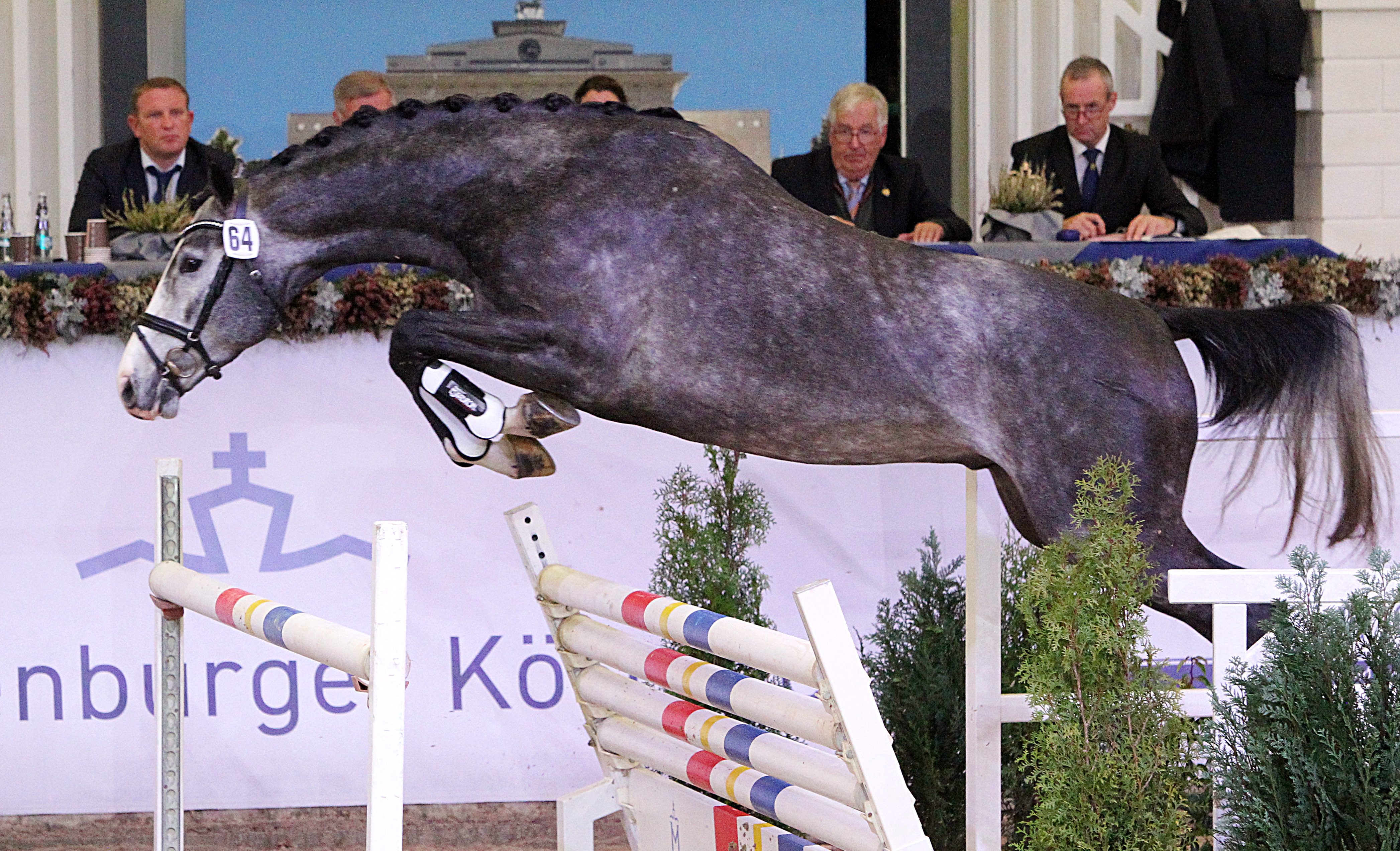 Kat.Nr. 51 Springen 1. Reserve, Oldenburger Springpferd (172cm) von Baggio / Stalypso (A.u.Z.: Nicole Schulthein, Saterland). © J.Wego
