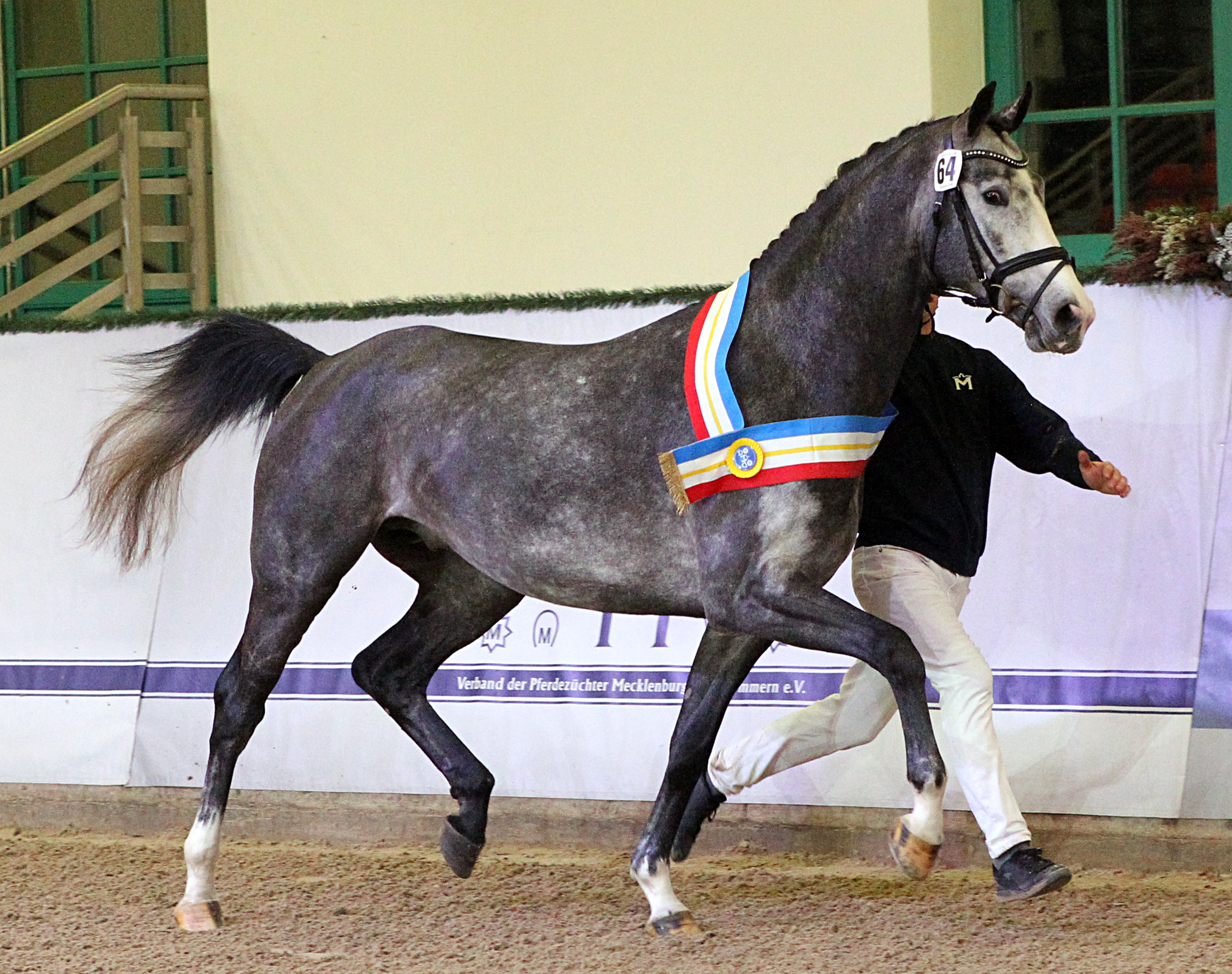 Kat.Nr. 51 Springen 1. Reserve, Oldenburger Springpferd (172cm) von Baggio / Stalypso (A.u.Z.: Nicole Schulthein, Saterland). © J.Wego
