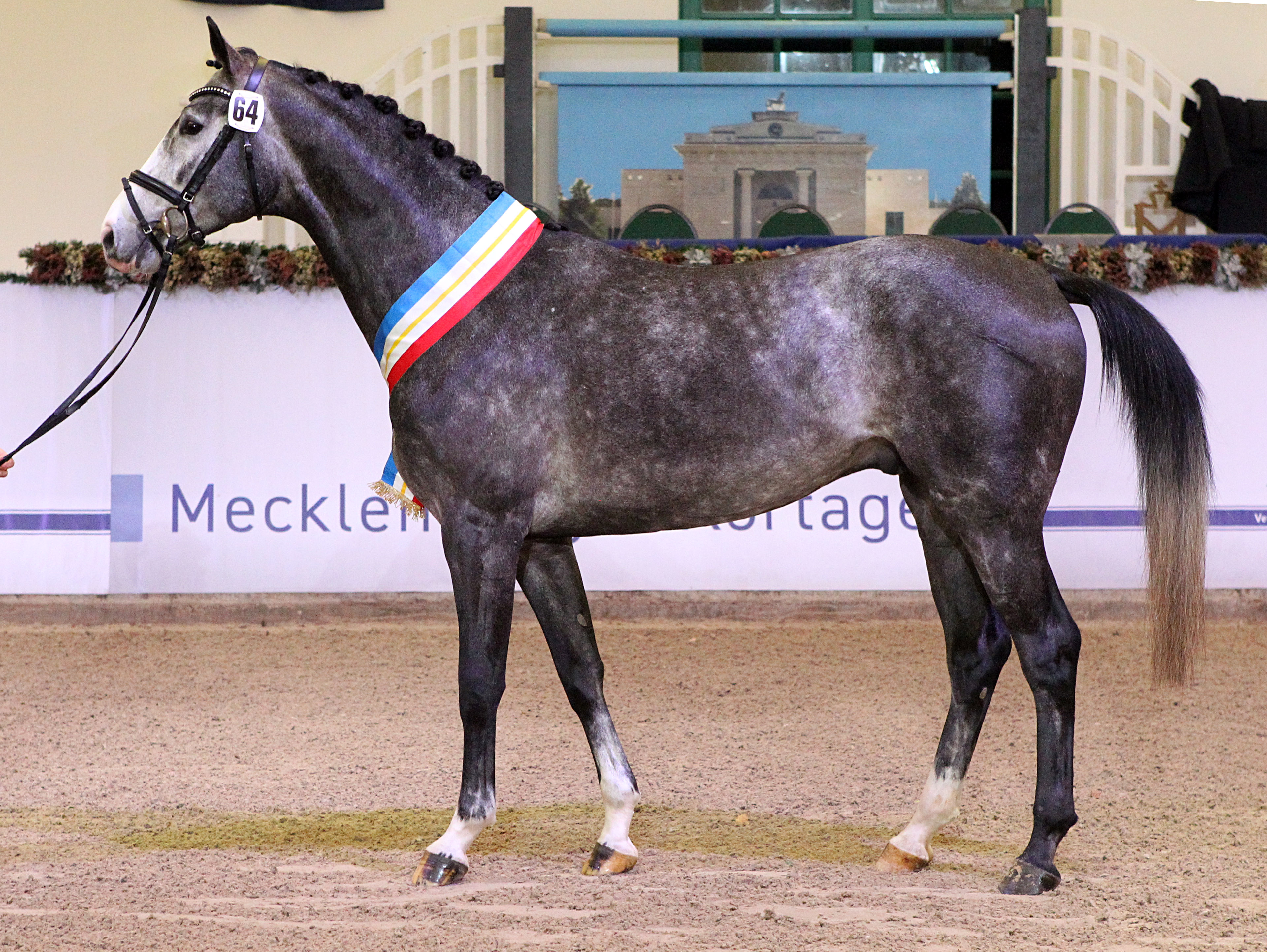 Kat. 64 Springen 2. Reserve, Oldenburger Springpferd (167cm) von Conthargos / Chacoon Blue (A.u.Z.: Gestüt Lewitz (Neustadt-Glewe). © J.Wego