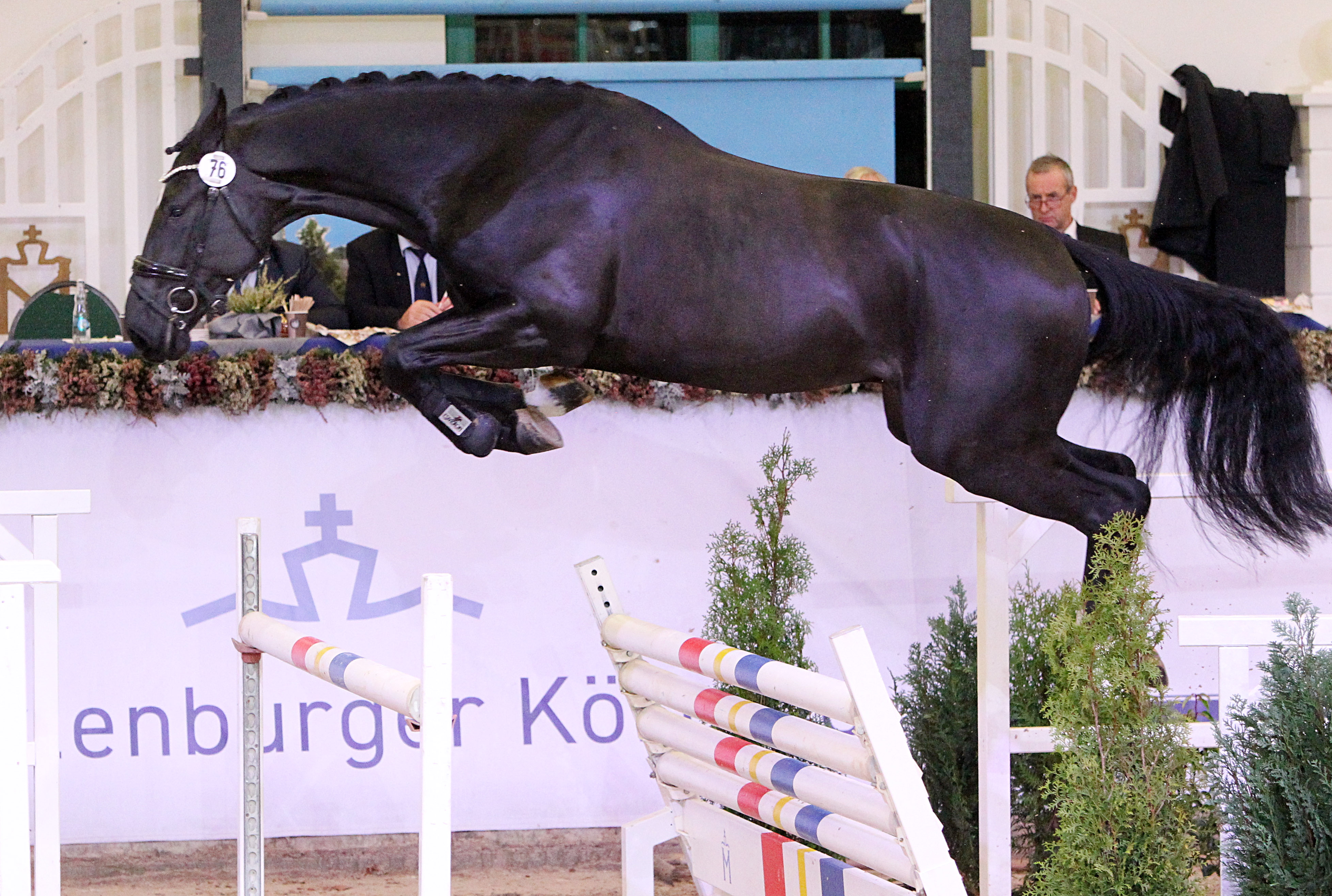 Kat. 64 Springen 2. Reserve, Oldenburger Springpferd (167cm) von Conthargos / Chacoon Blue (A.u.Z.: Gestüt Lewitz (Neustadt-Glewe). © J.Wego