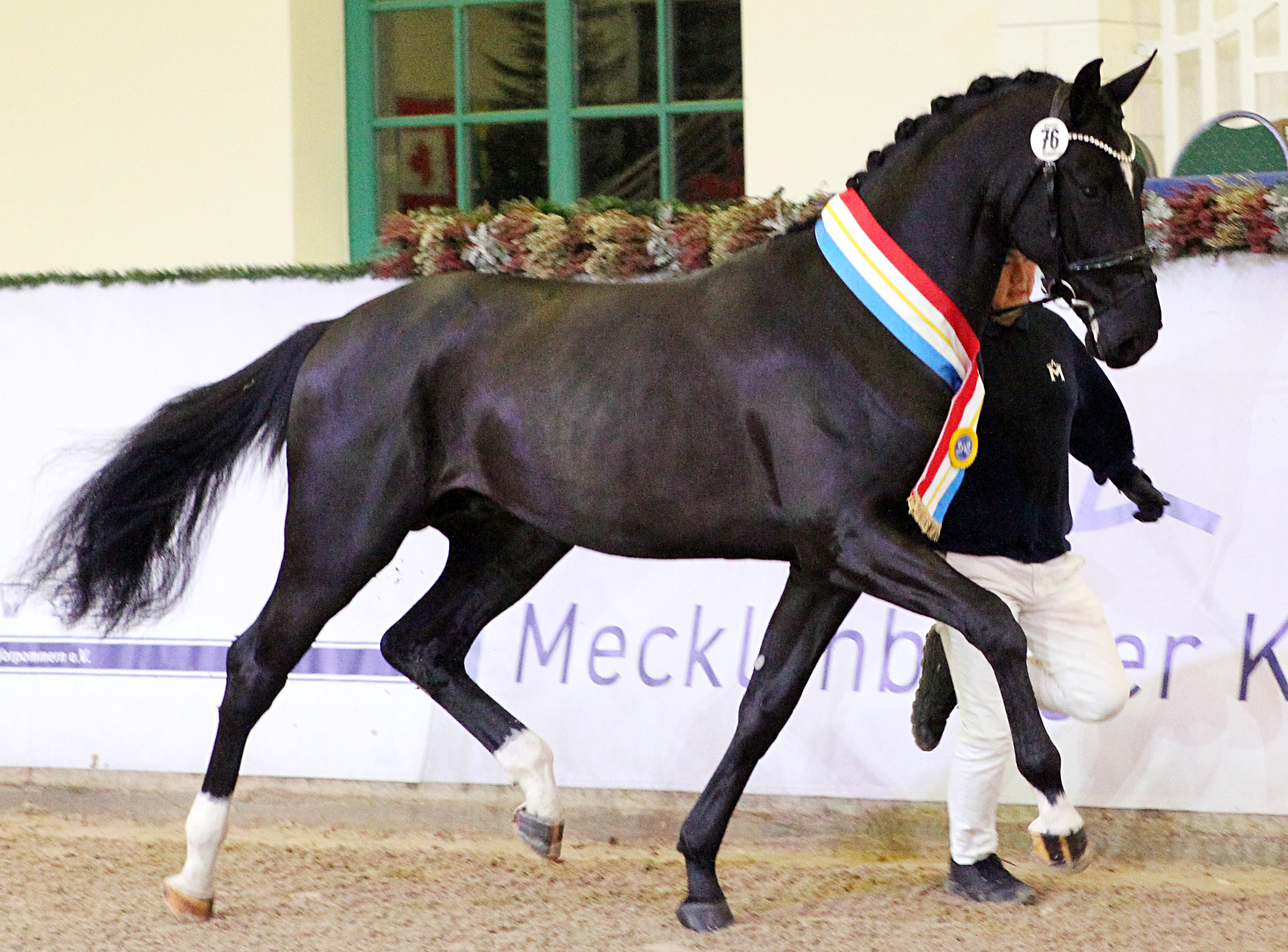 Kat. 64 Springen 2. Reserve, Oldenburger Springpferd (167cm) von Conthargos / Chacoon Blue (A.u.Z.: Gestüt Lewitz (Neustadt-Glewe). © J.Wego