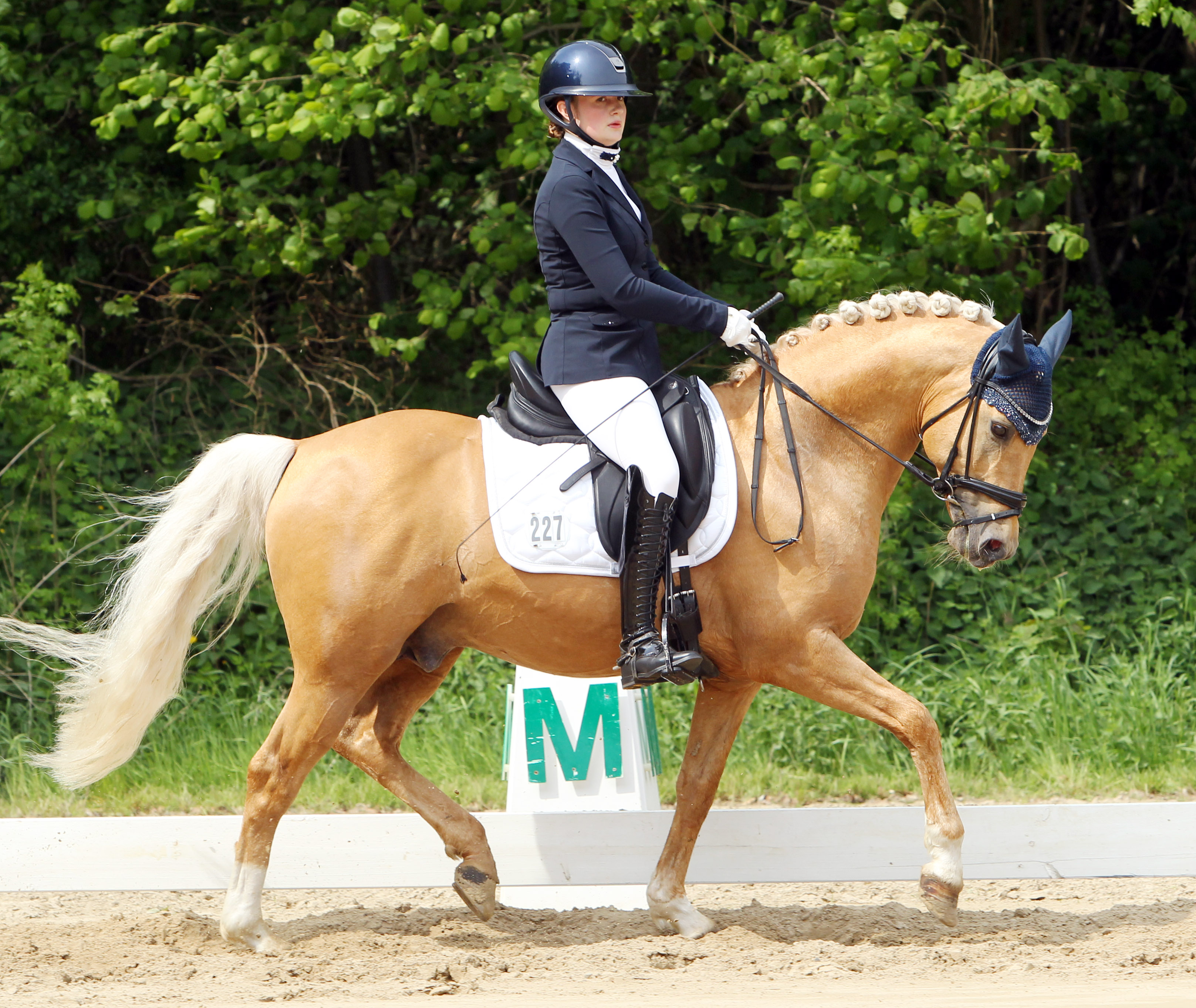 Bei den Reitponys hat der 13-jährige Nancho's Golden Star (v. Heidbergs Nancho Nova) die meisten erfolgreichen Nachkommen in MV. Bundesweit sind es 24, die eine Gewinnsumme von 2,119 Euro aufweisen. Das Foto zeigt ihn mit Freya Schaepe, der Tochter der Besitzerin Judith Schaepe aus Neukalen. © J.Wego.