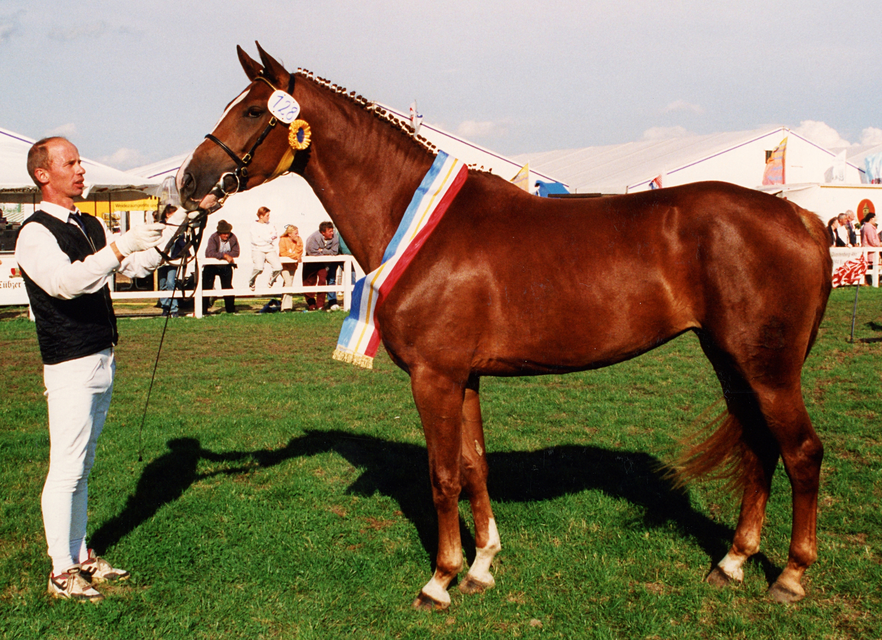 Die Lord Kemm-Stute Luisa als Dreijährige 1998 mit ihrem Züchter Rüdiger Tremp aus Stülow bei der Elitestutenschau, als sie die Staatsprämie erhielt. © J.Wego