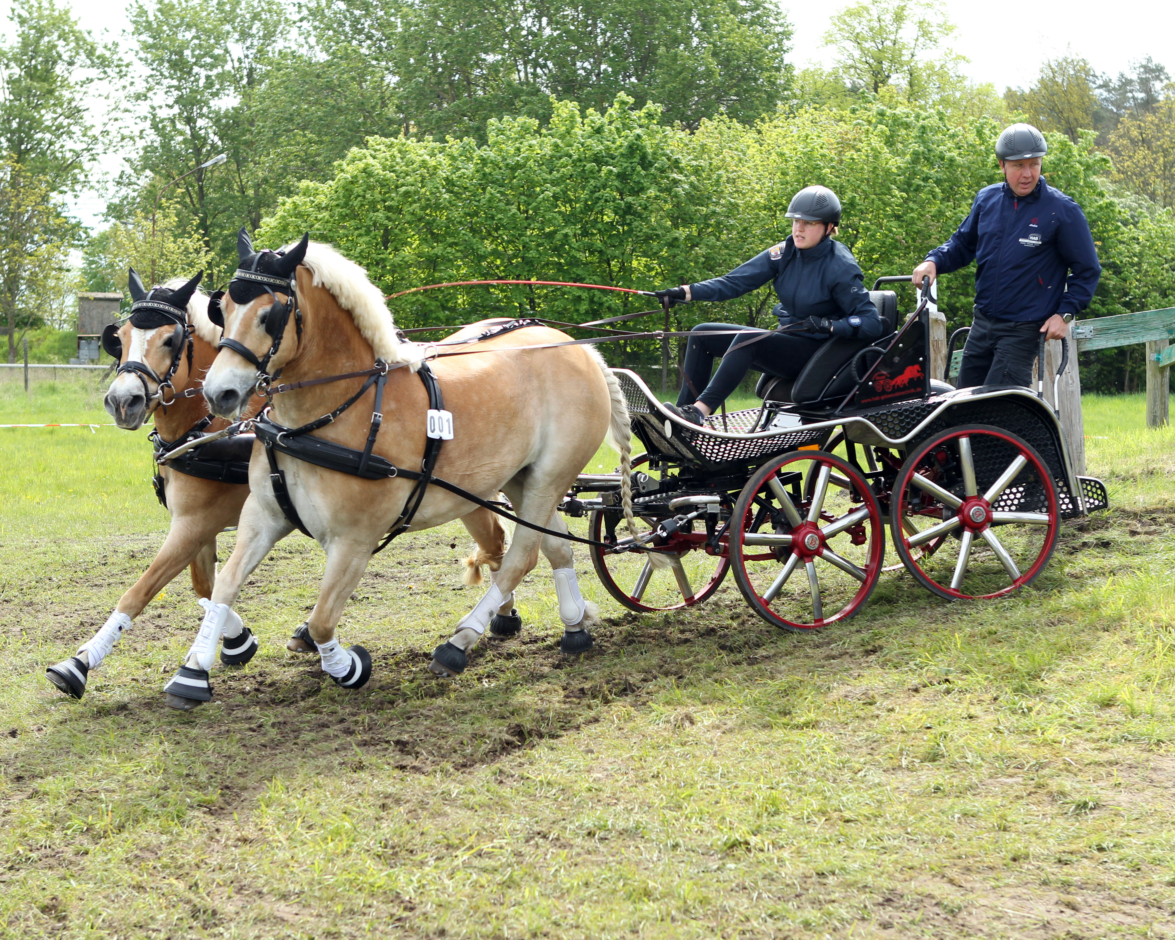 Im Kampf um die Landesmeisterschaft im Zweispännerfahren in Blievenstorf wird auch die 20-jährige Nele Huse von der Reitergilde Katzow mit ihrem Haflingergespann eingreifen. © J.Wego