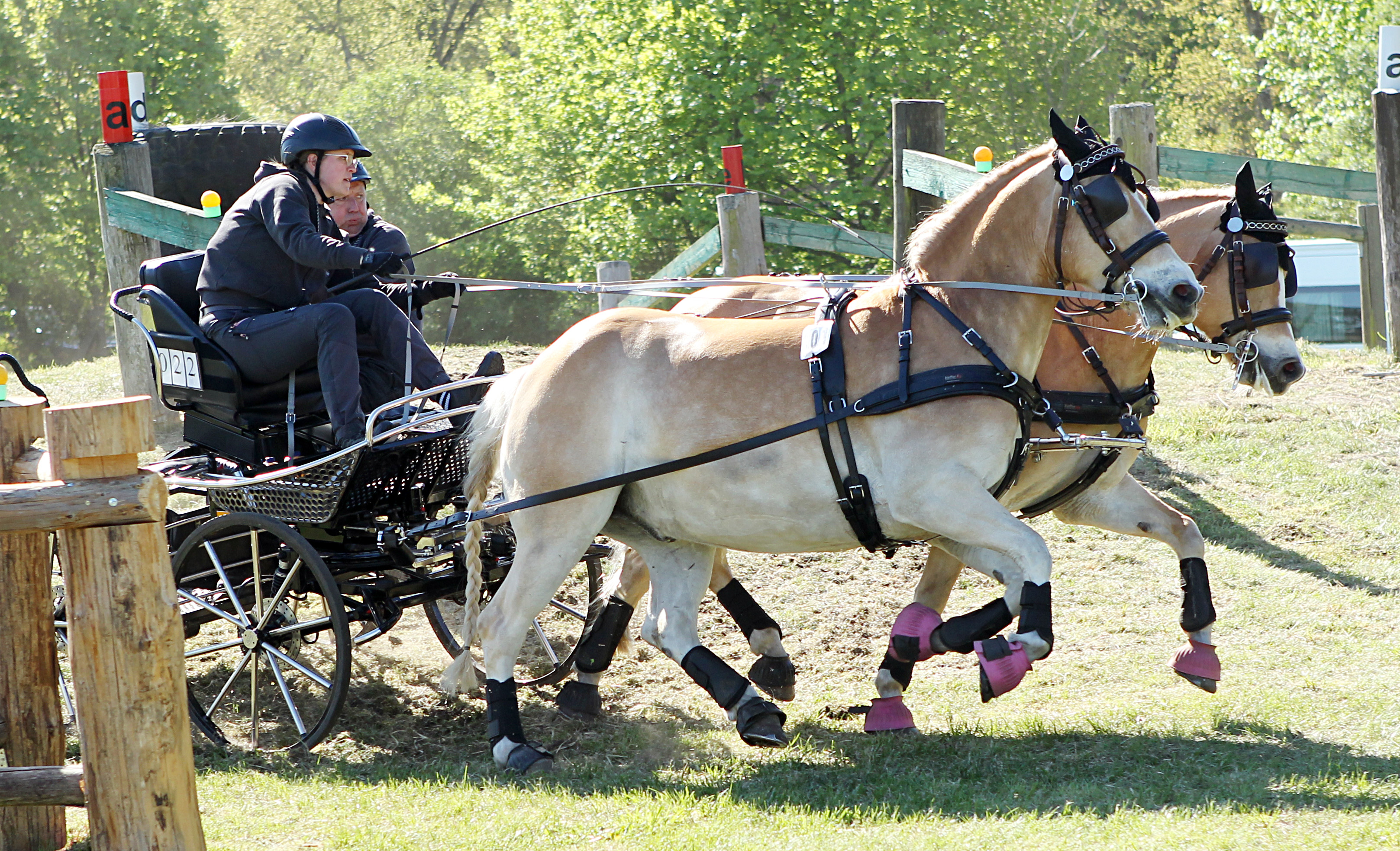 Nele Huse (Reitergilde Katzow) mit ihrem Haflingergespann Abendglanz und Annalena. © J.Wego