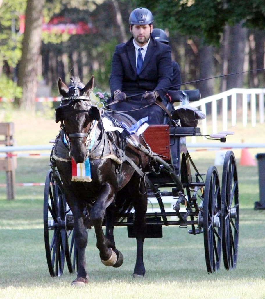 Landeschampion der Mecklenburger Fahrpferde Fidibus B mit Tom Eichler (RV To Der Wese), 4-jährig gezogen von Jörg Bluhm aus Ulrichshorst mit Finest aus der Santana v. Sancisco.