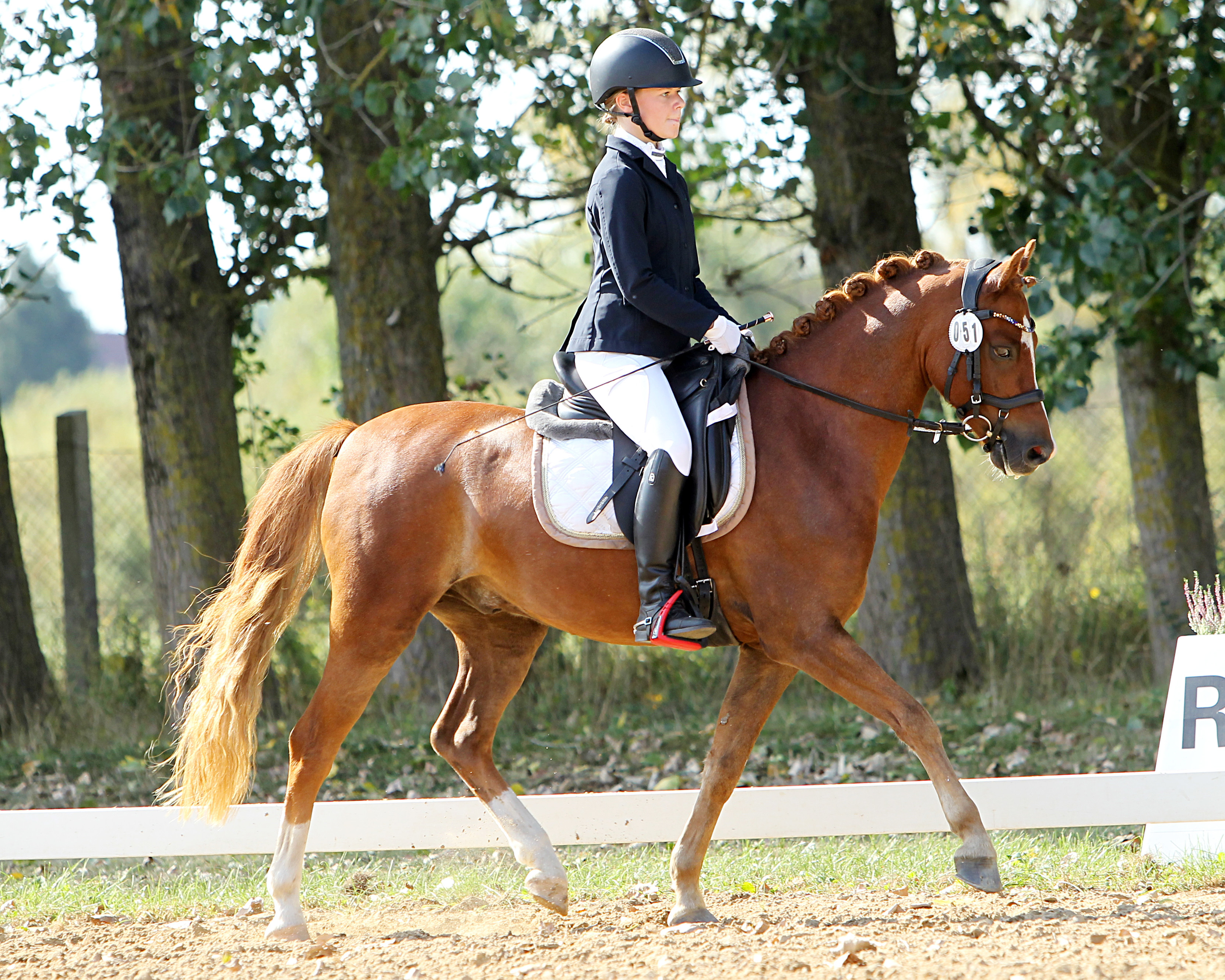 Linja Kleinfeld kam in Kirch Mummendorf zu drei Siegen und einem 3. Platz in der Dressurreiterprüfung auf Welsh Pony Espentijn’s Mister Dorian (Foto von 2023) und zwei Kreismeistertiteln.