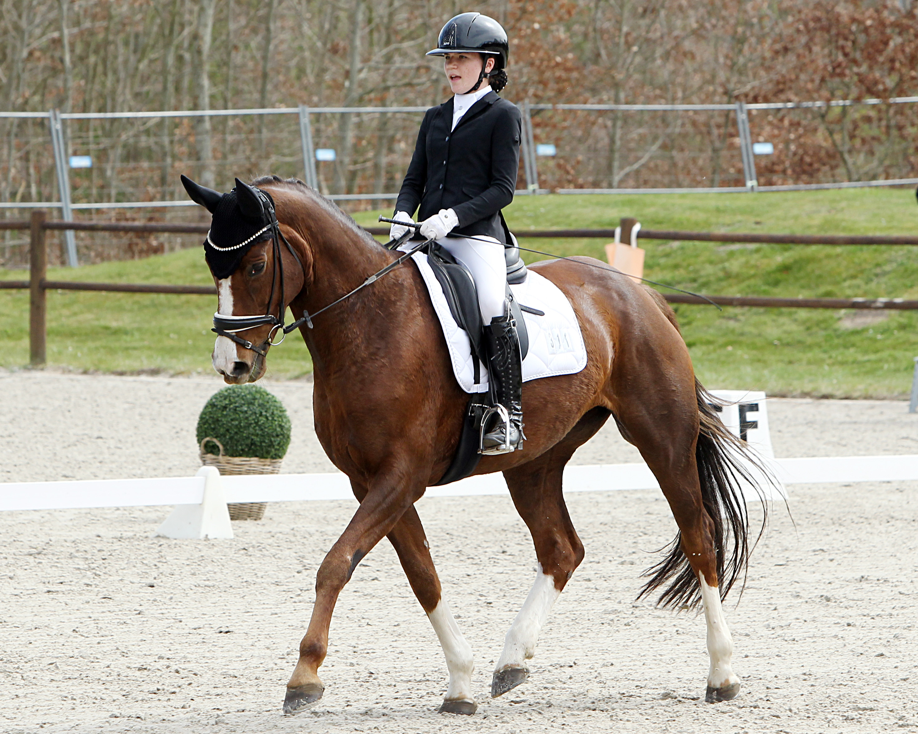 In drei der vier A-Dressuren setzte sich die einheimische Carlotta Plambeck mit Dark Rouge D durch und holte sich den Kreismeistertitel bei den U18 Junioren. © J.Wego